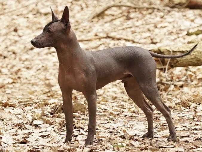 puppy