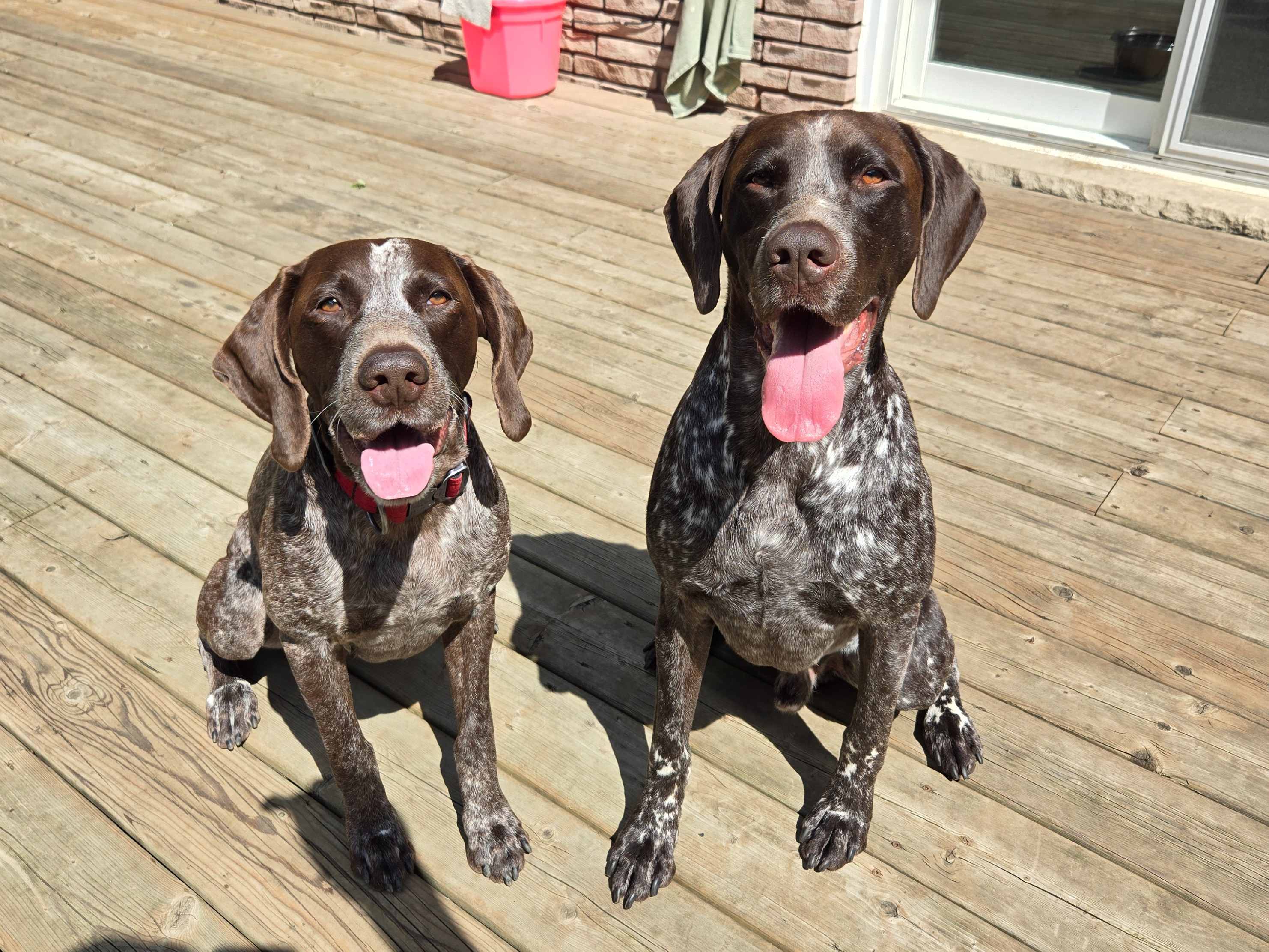 Litter BLAISE  x Lily
