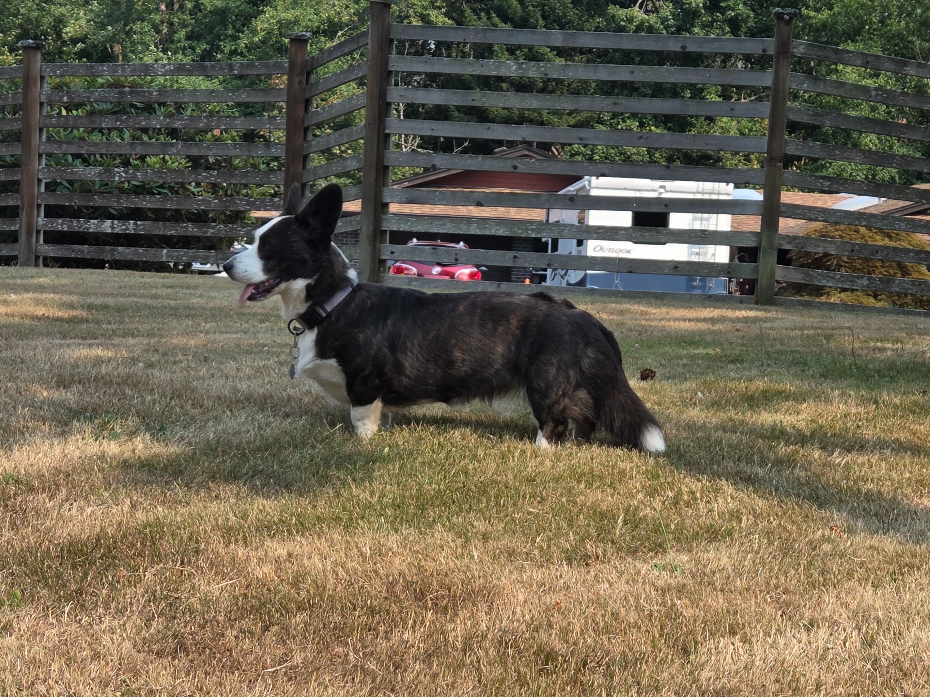 Dog Calypso 