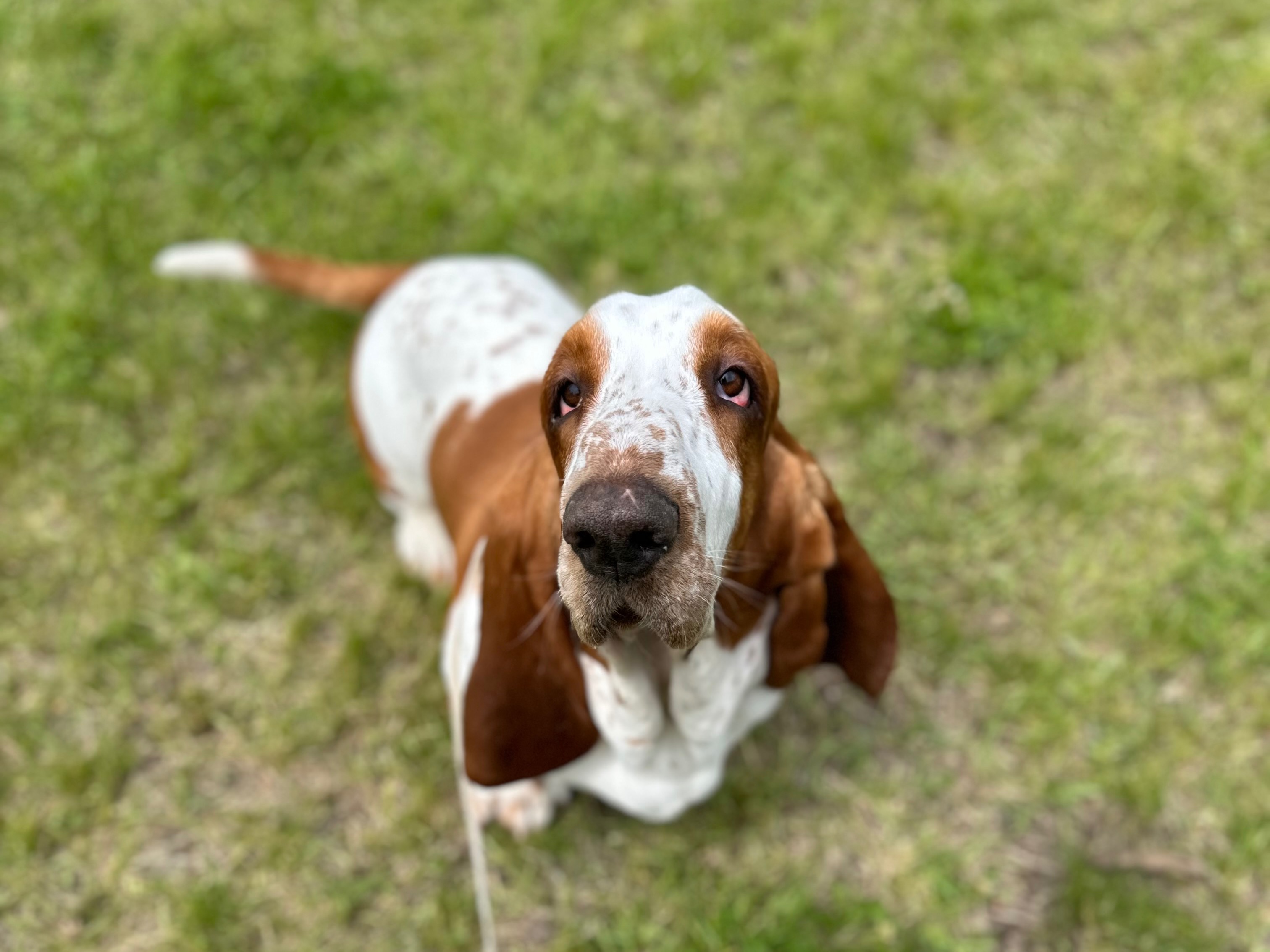 Dog Lloyd