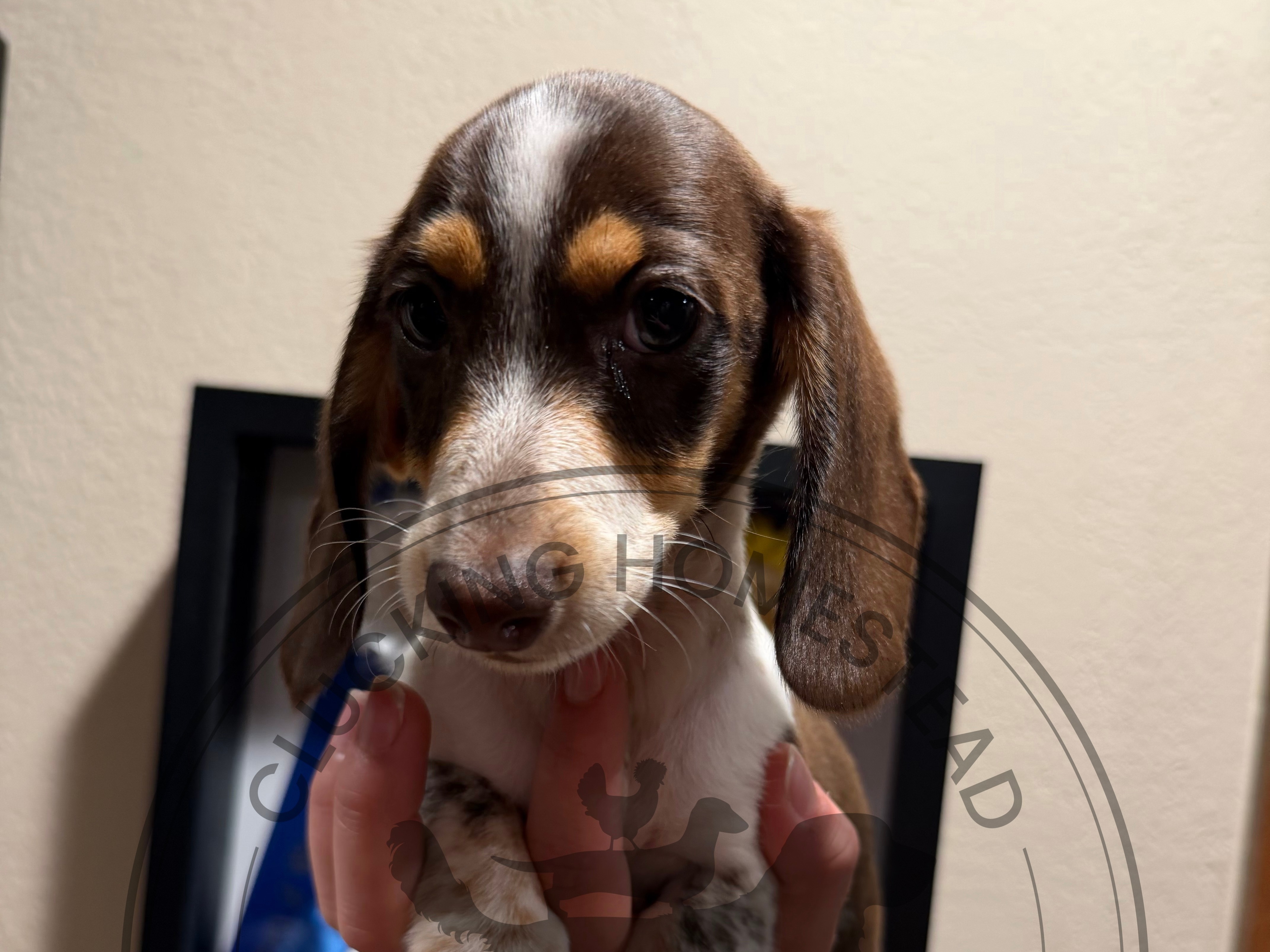 puppy