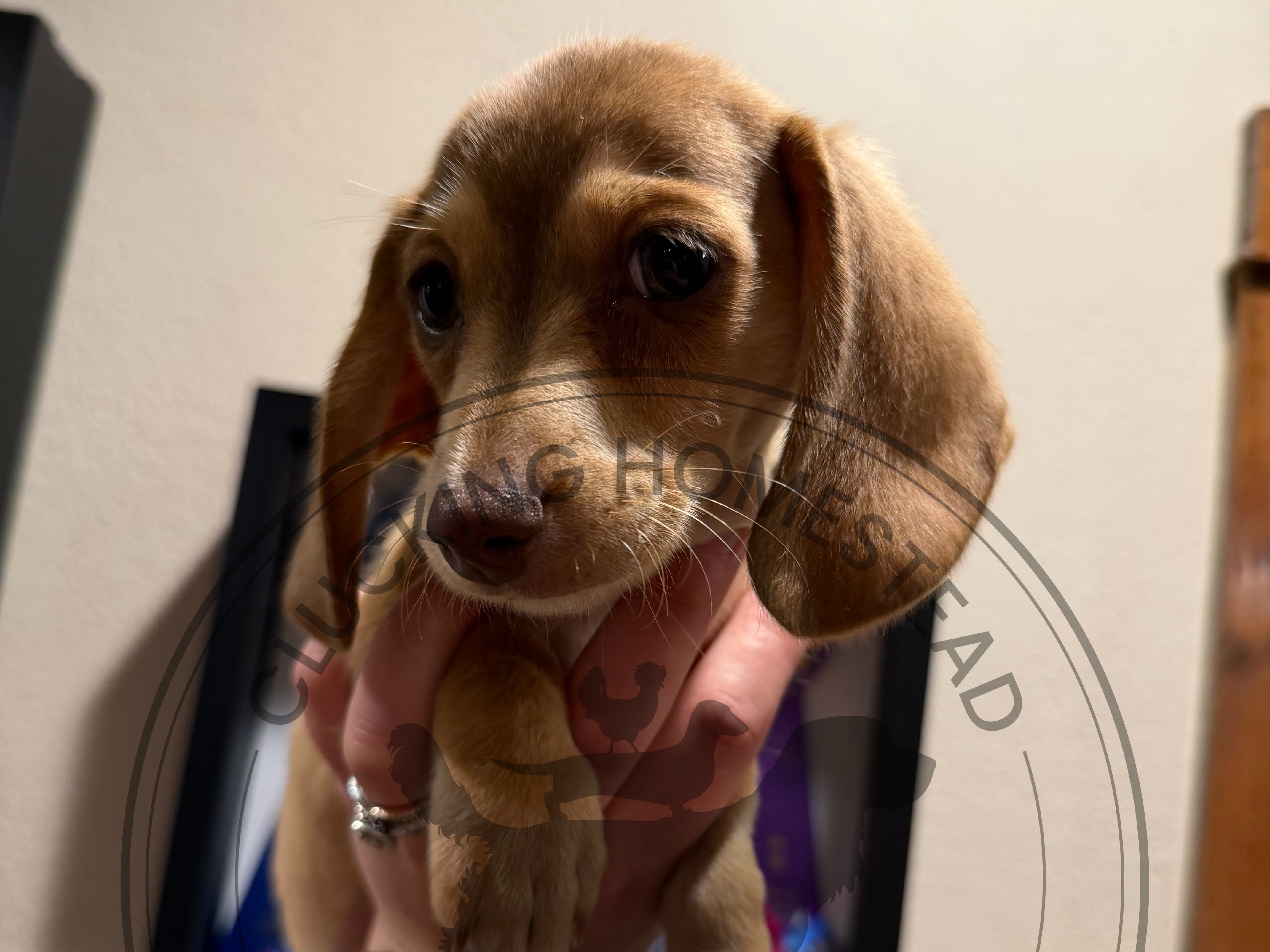 puppy