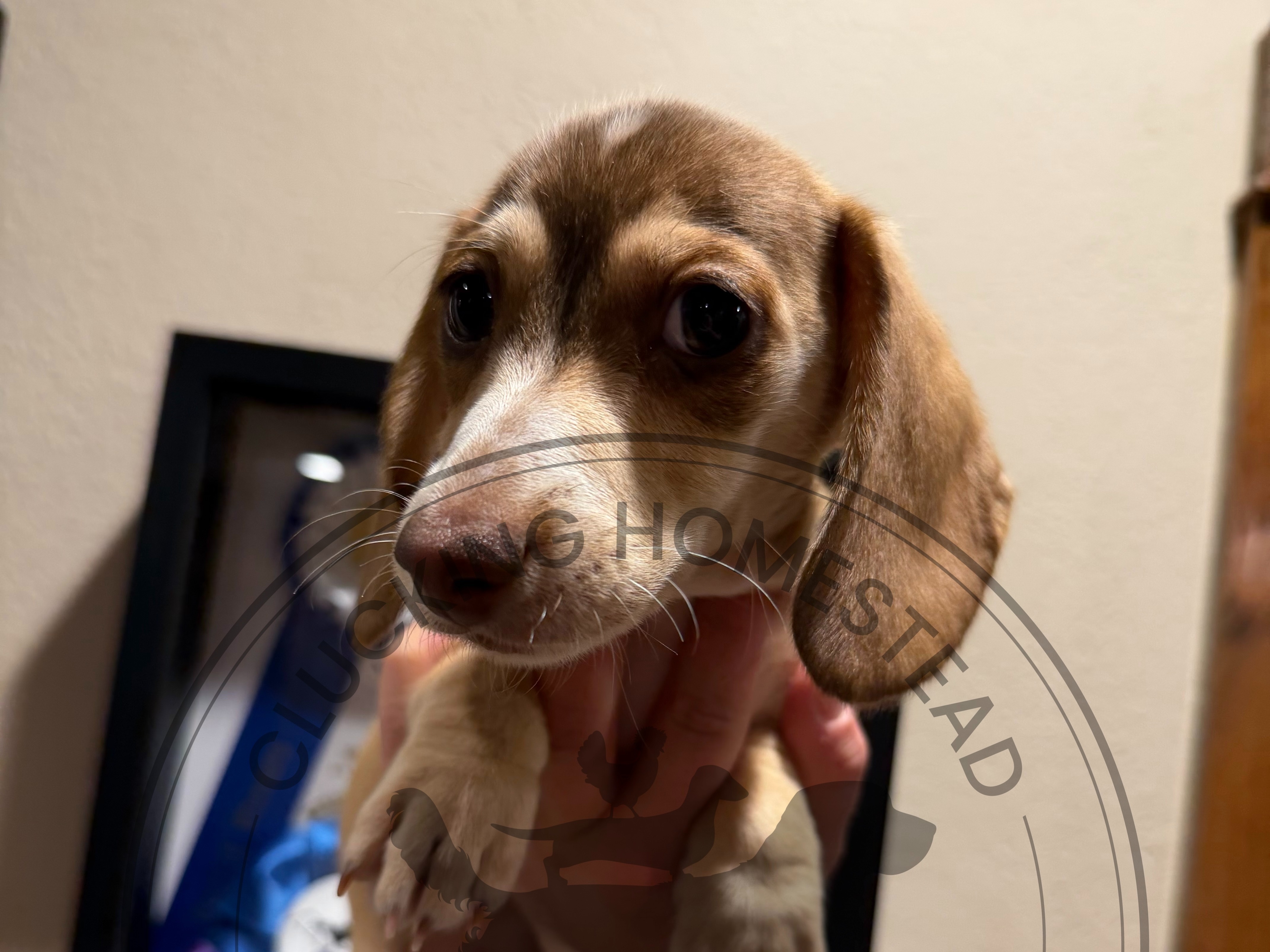 puppy
