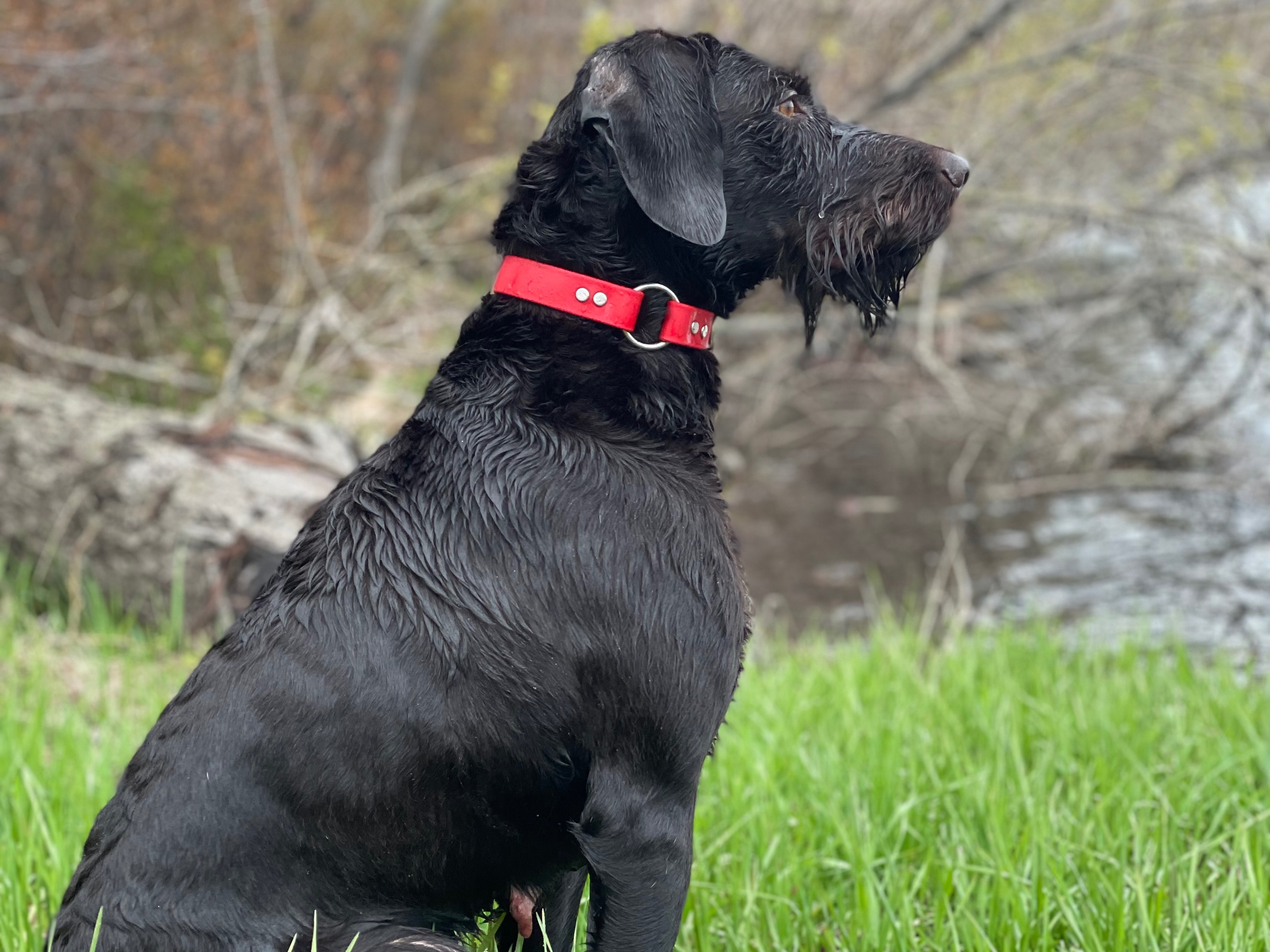 Dog Sasha