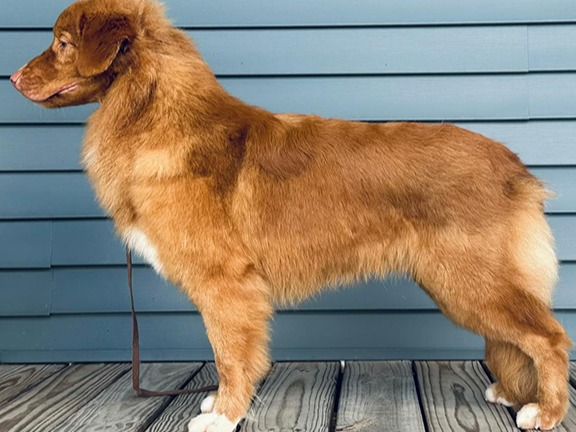 Dog Pele