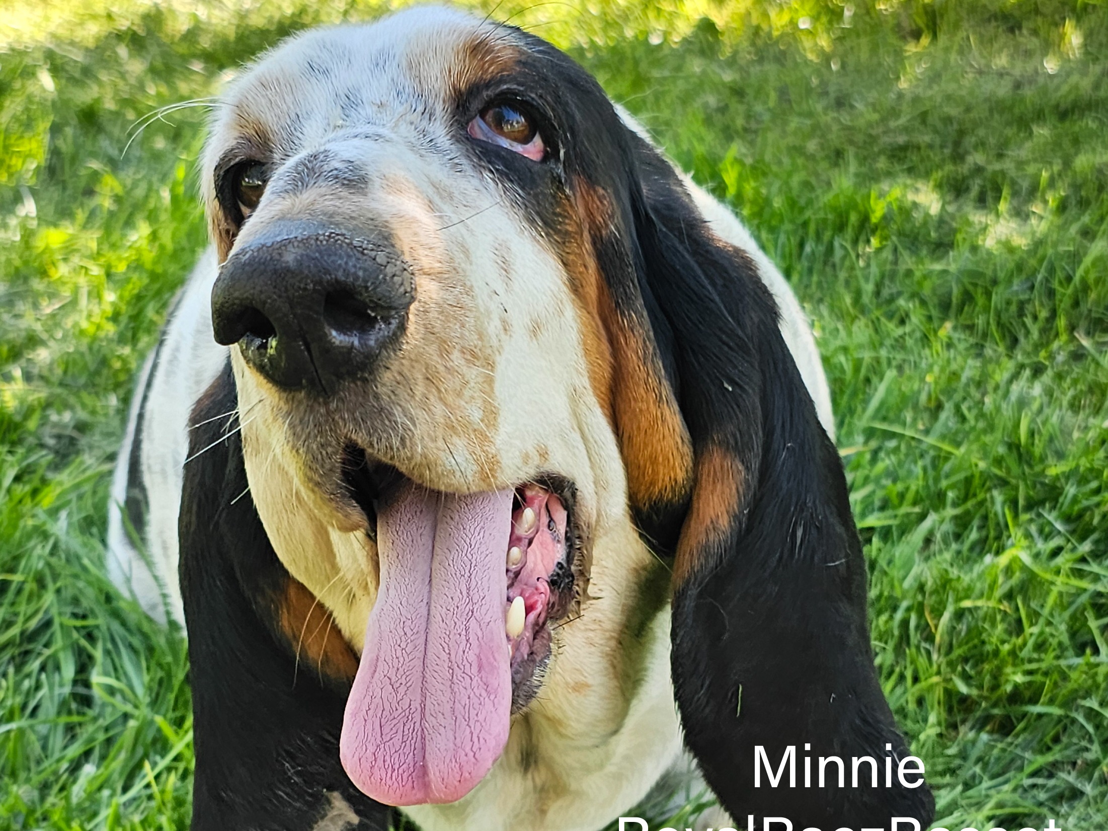 Dog Minnie 