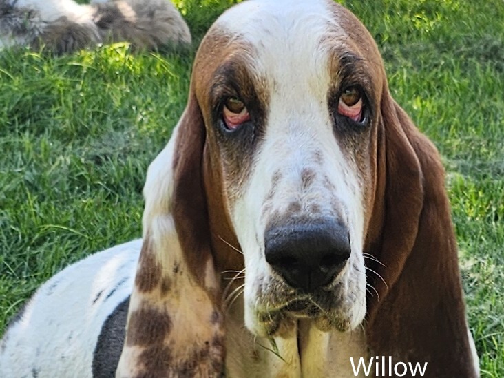 Dog Willow 