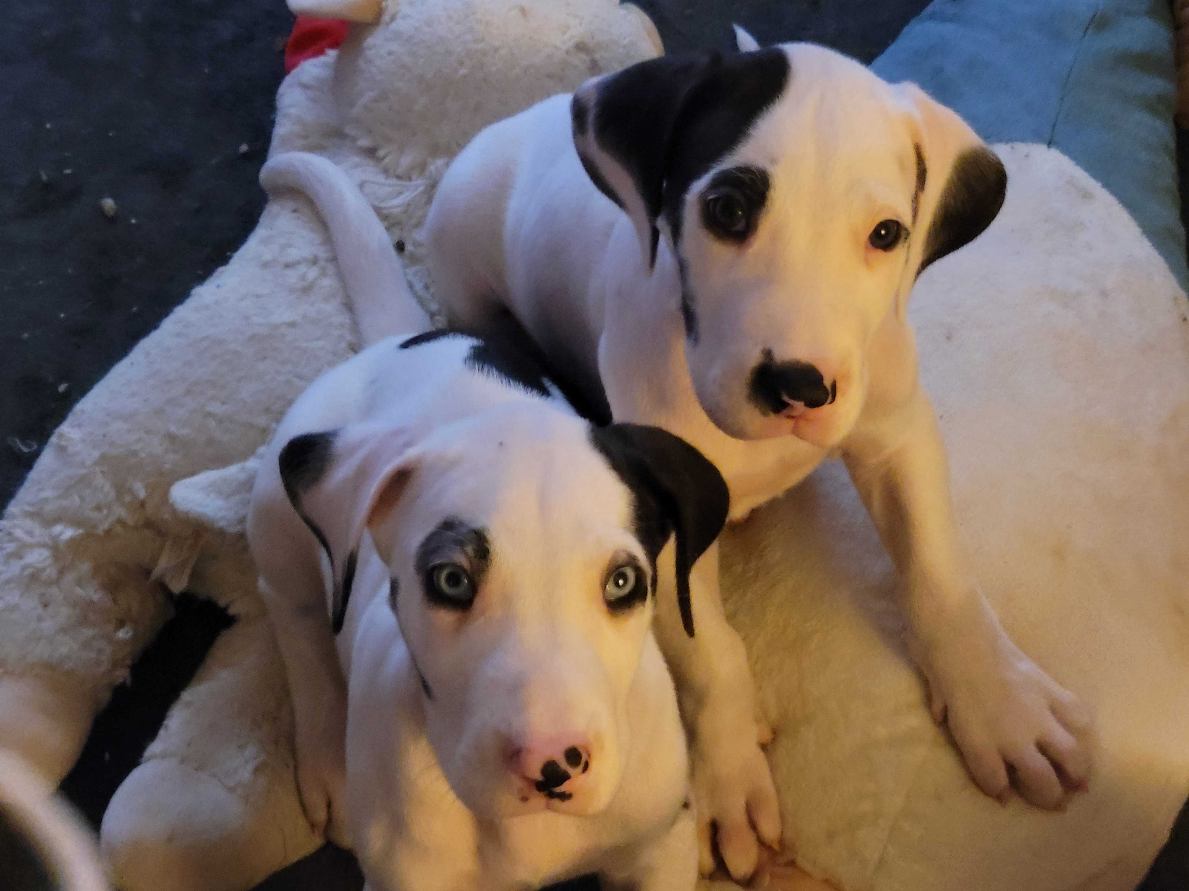 Litter Bump x Tuesday