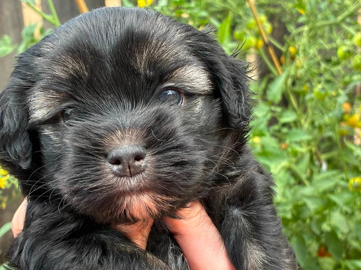 Litter Kramer x Ciri