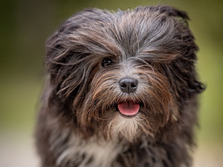 Litter Ruvaak x Ciri