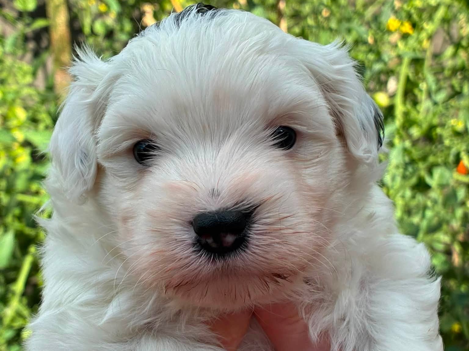 puppy