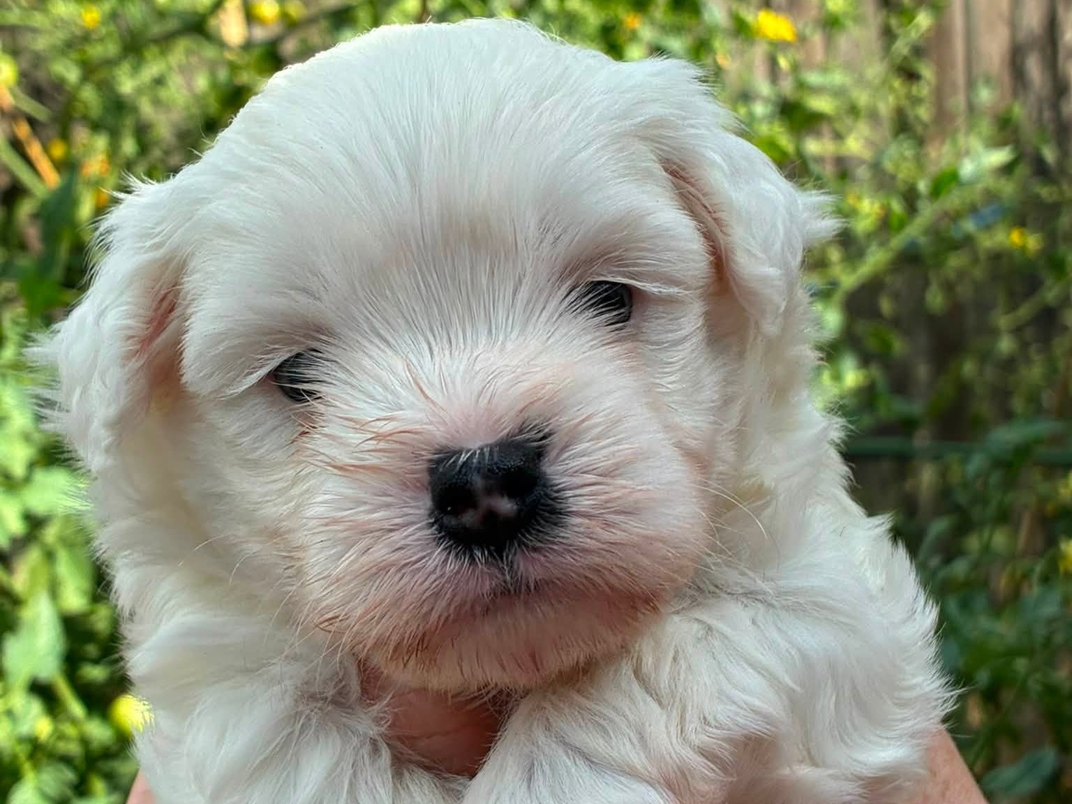 puppy