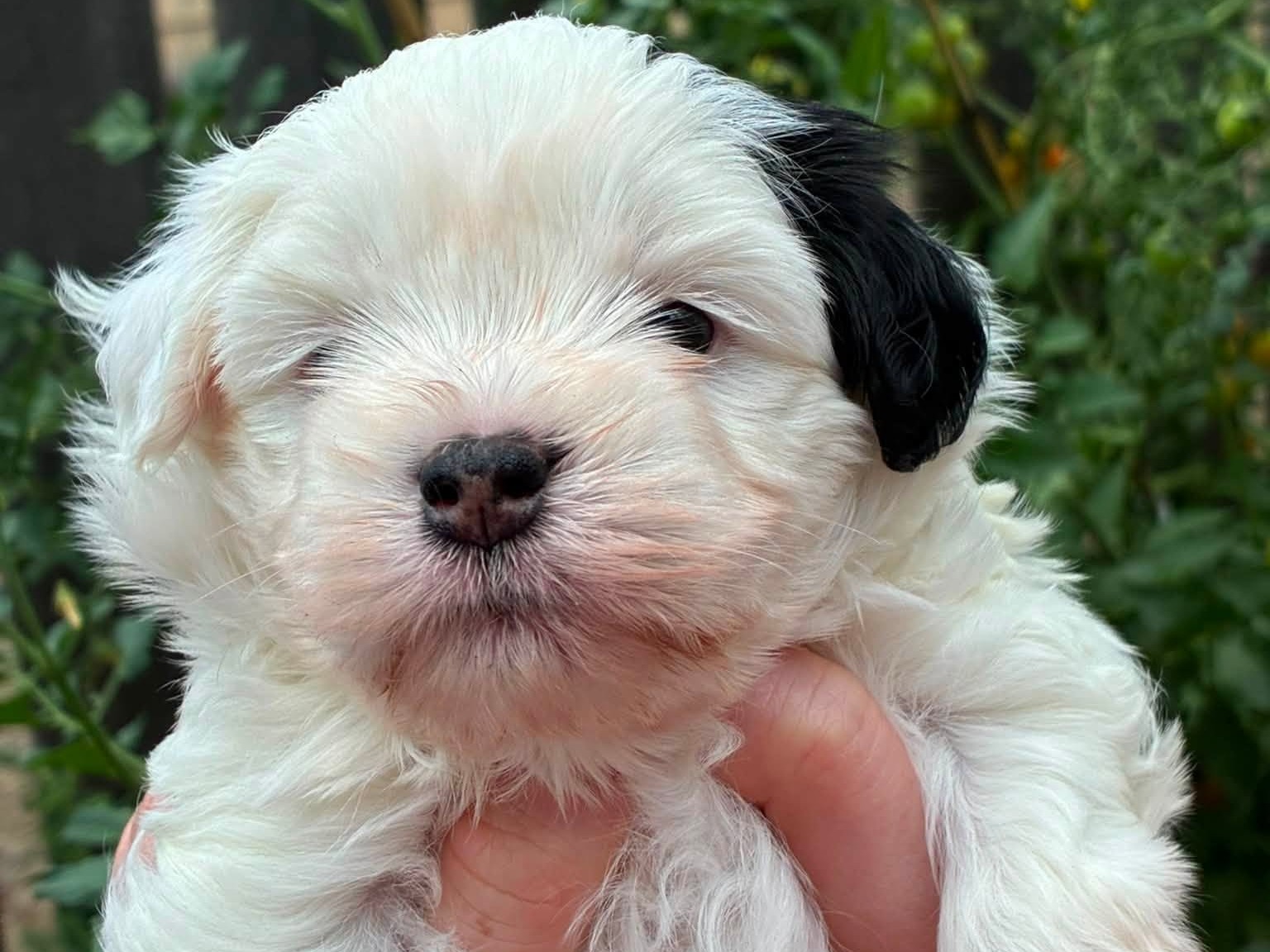 puppy