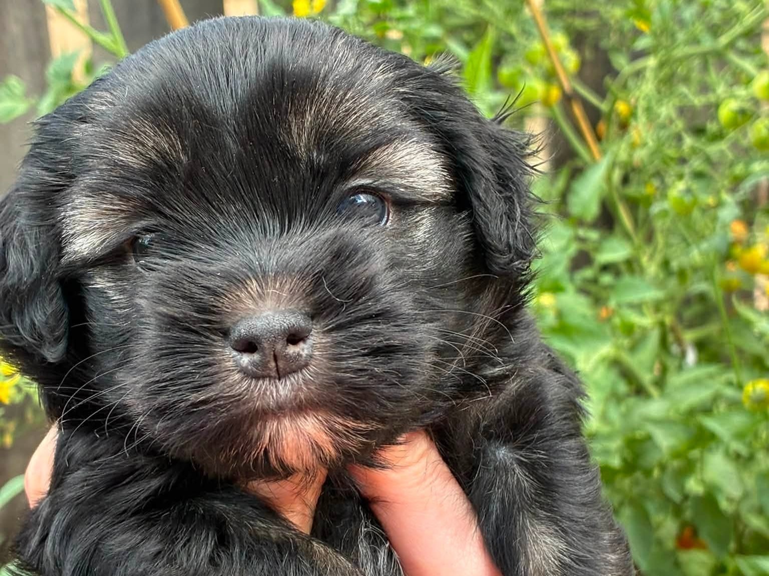 puppy