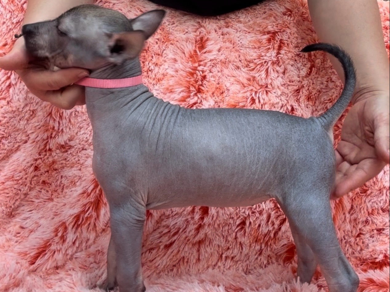 Puppy Preview 4