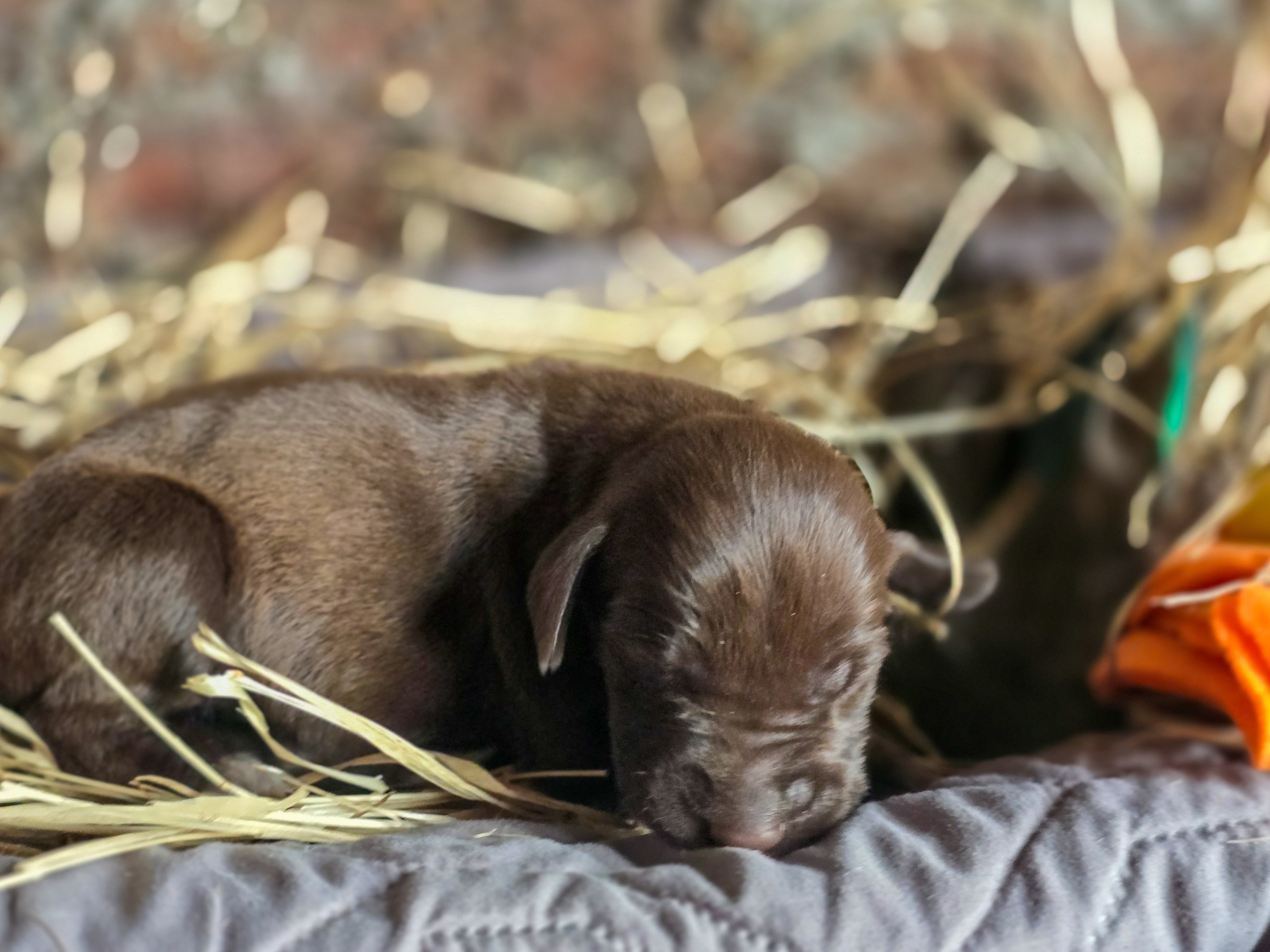 puppy