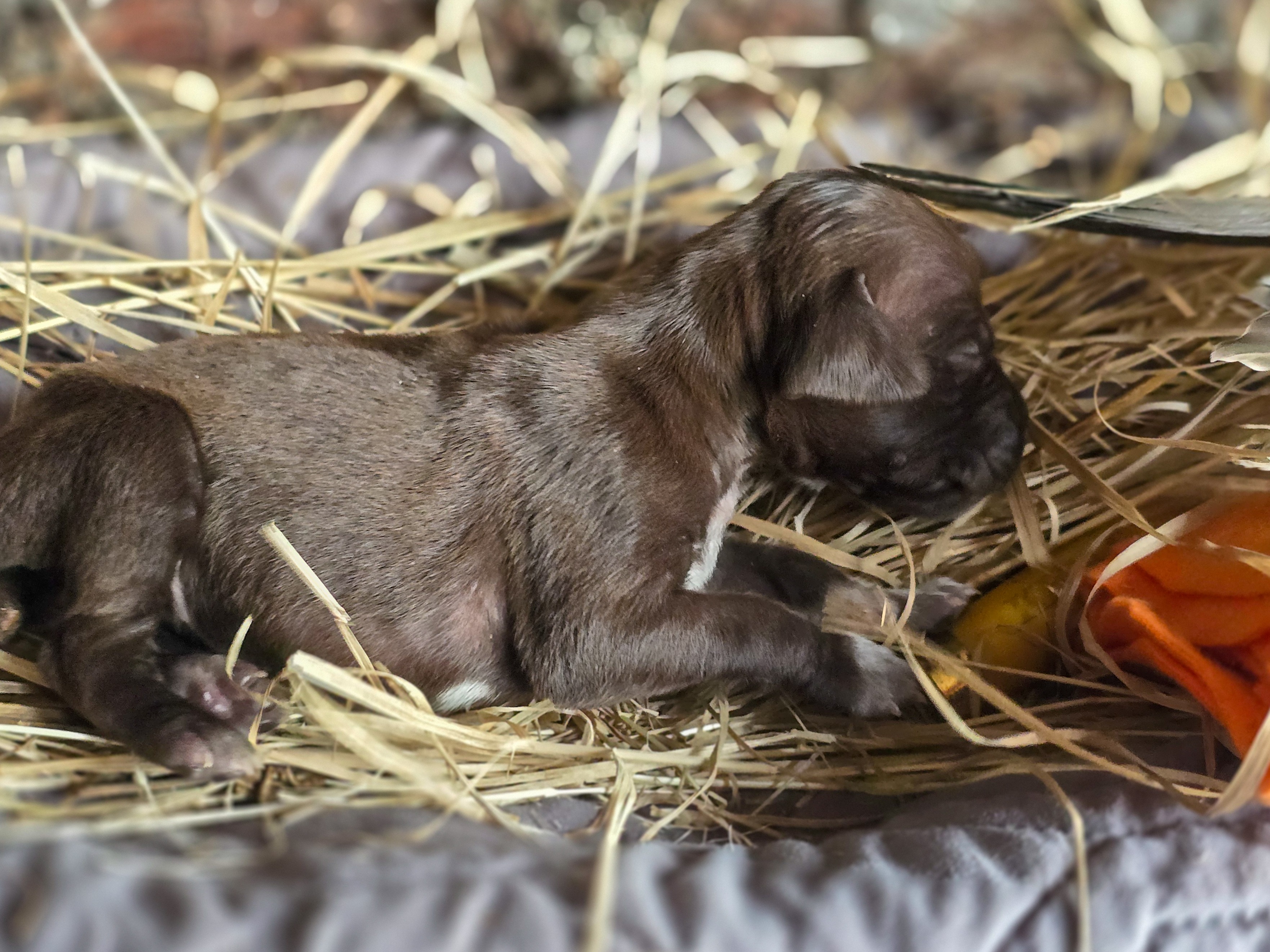 puppy