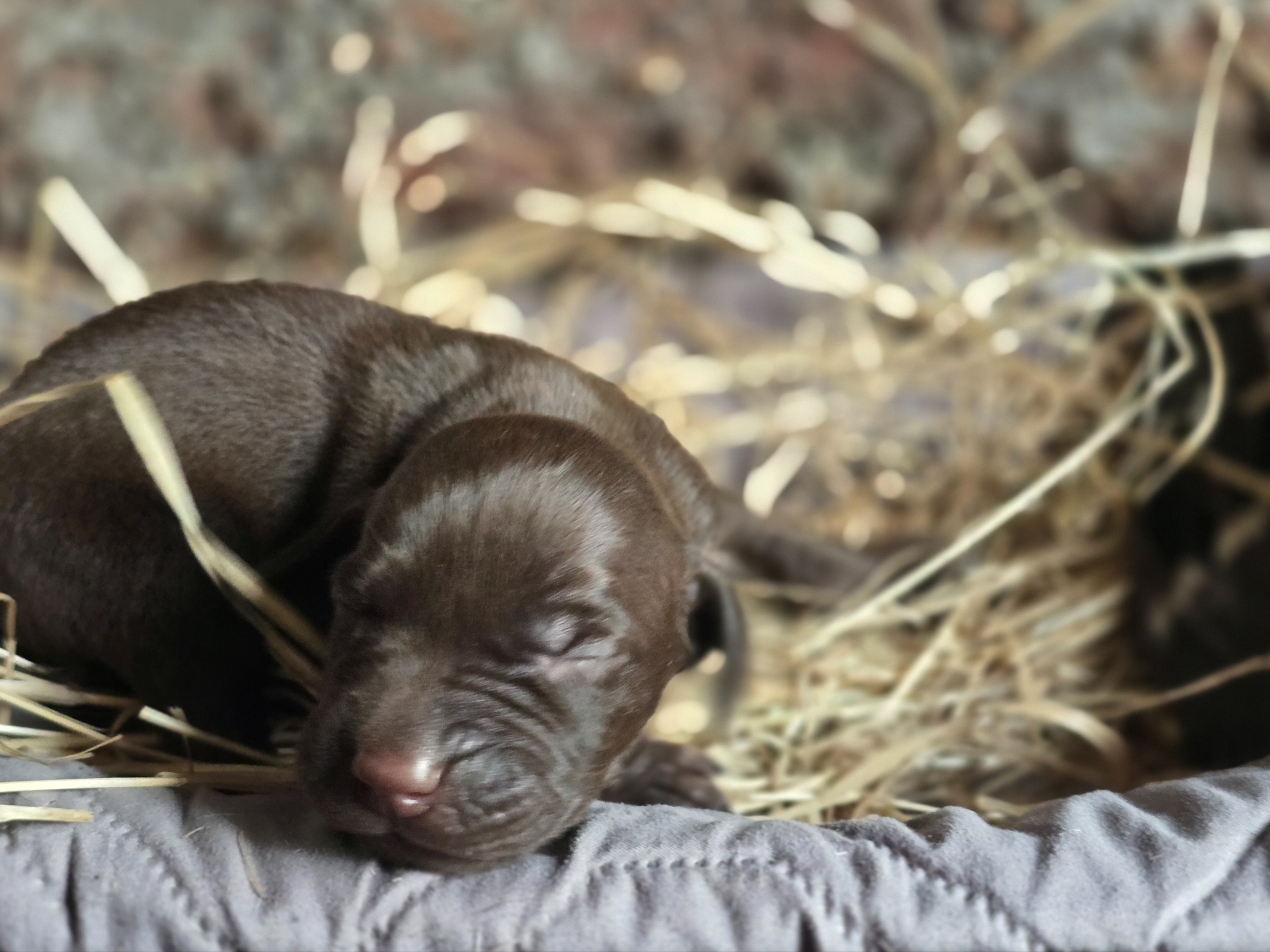 puppy