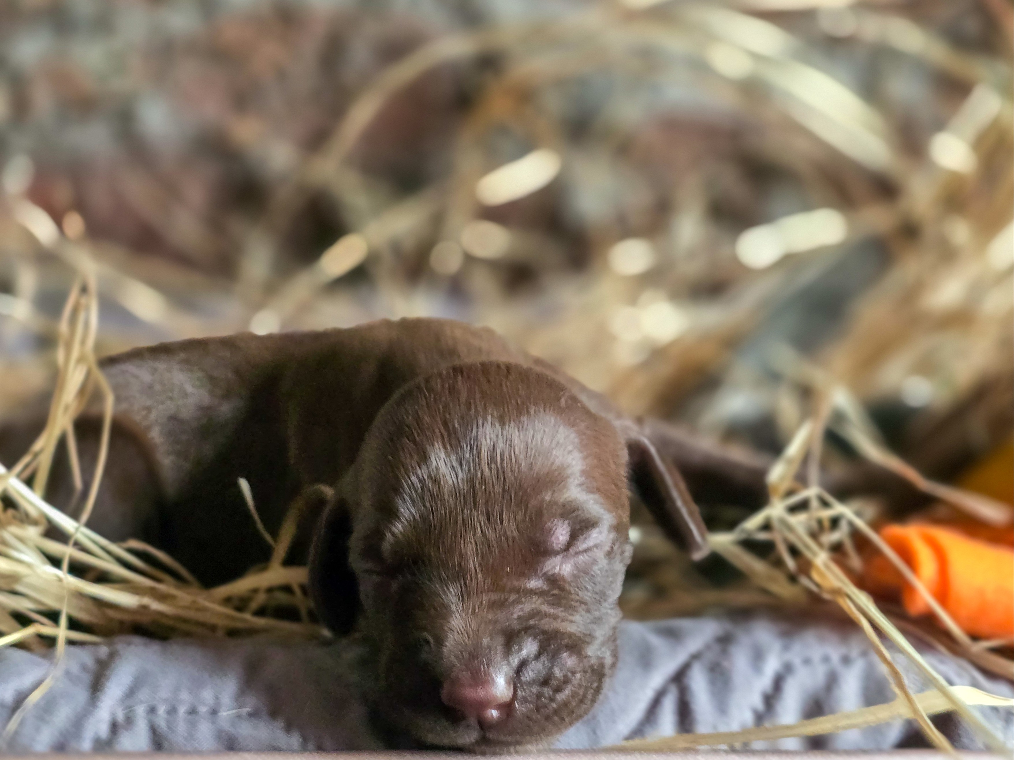 puppy