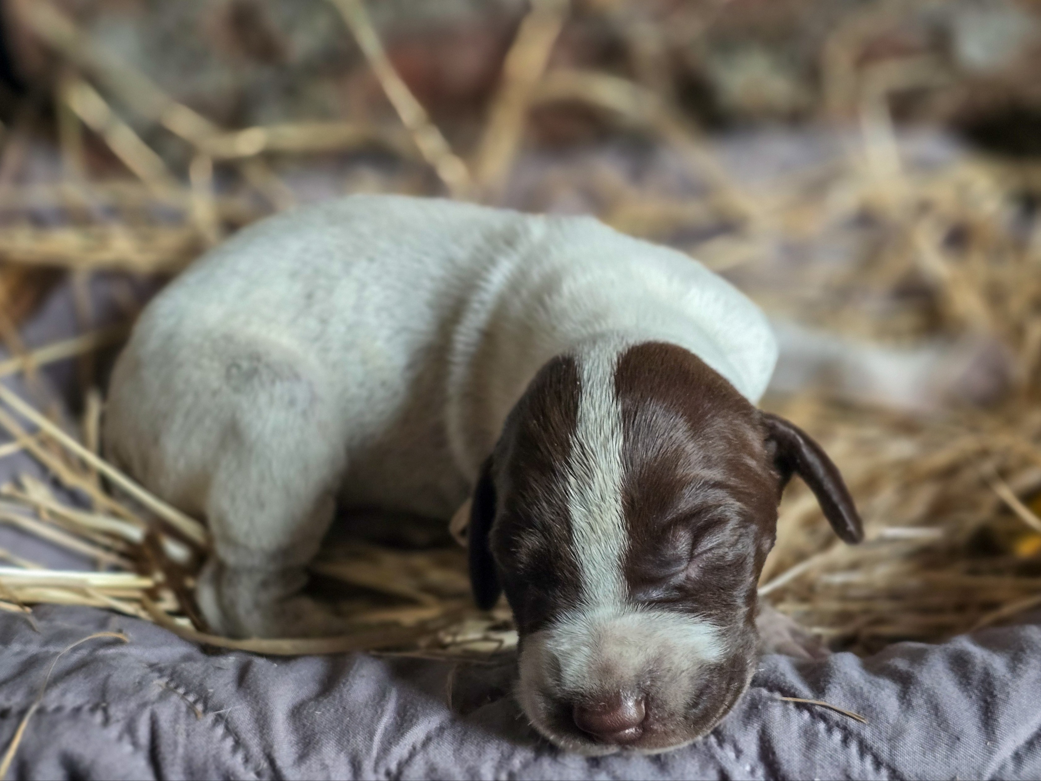 puppy