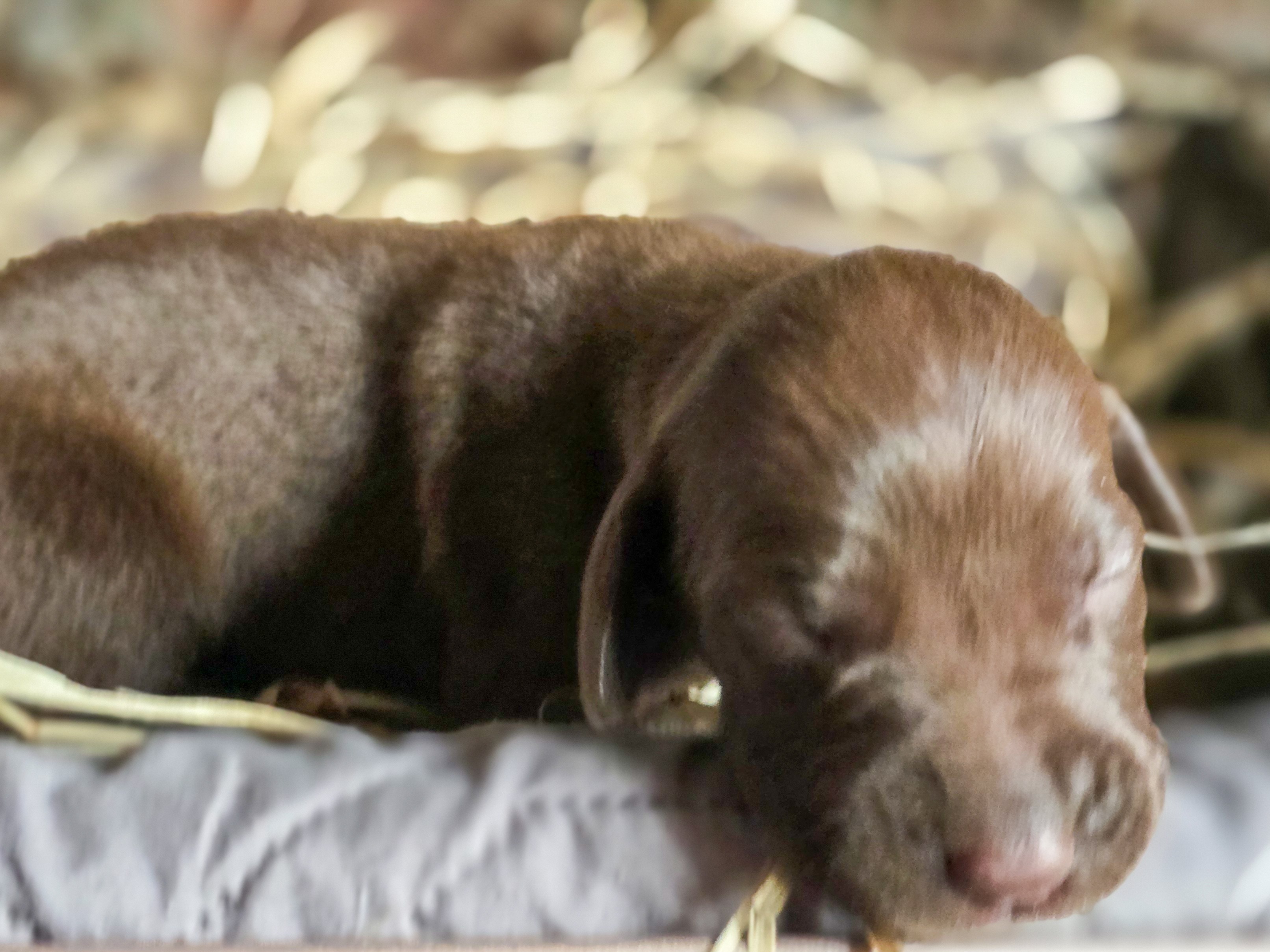 puppy