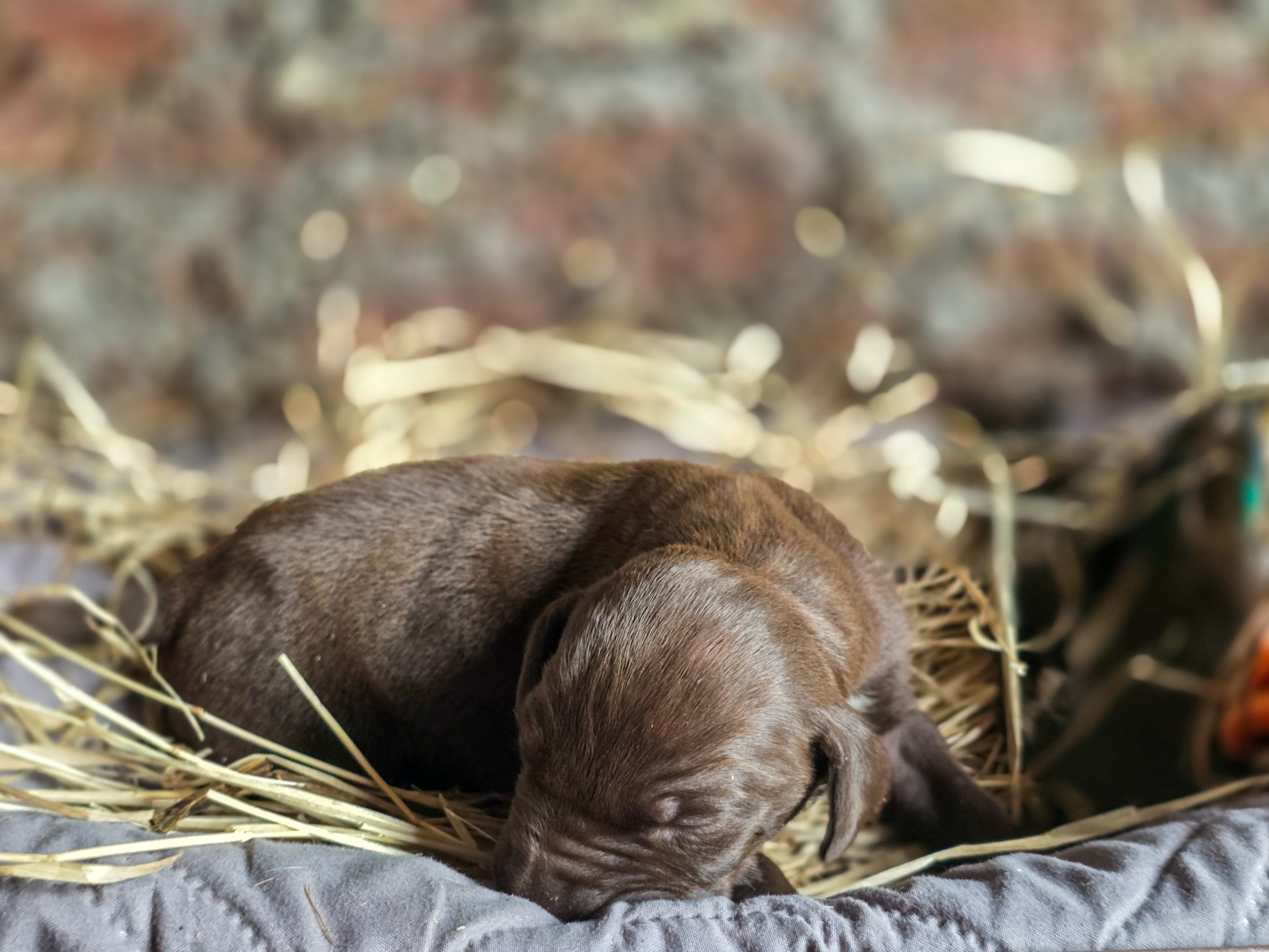 puppy