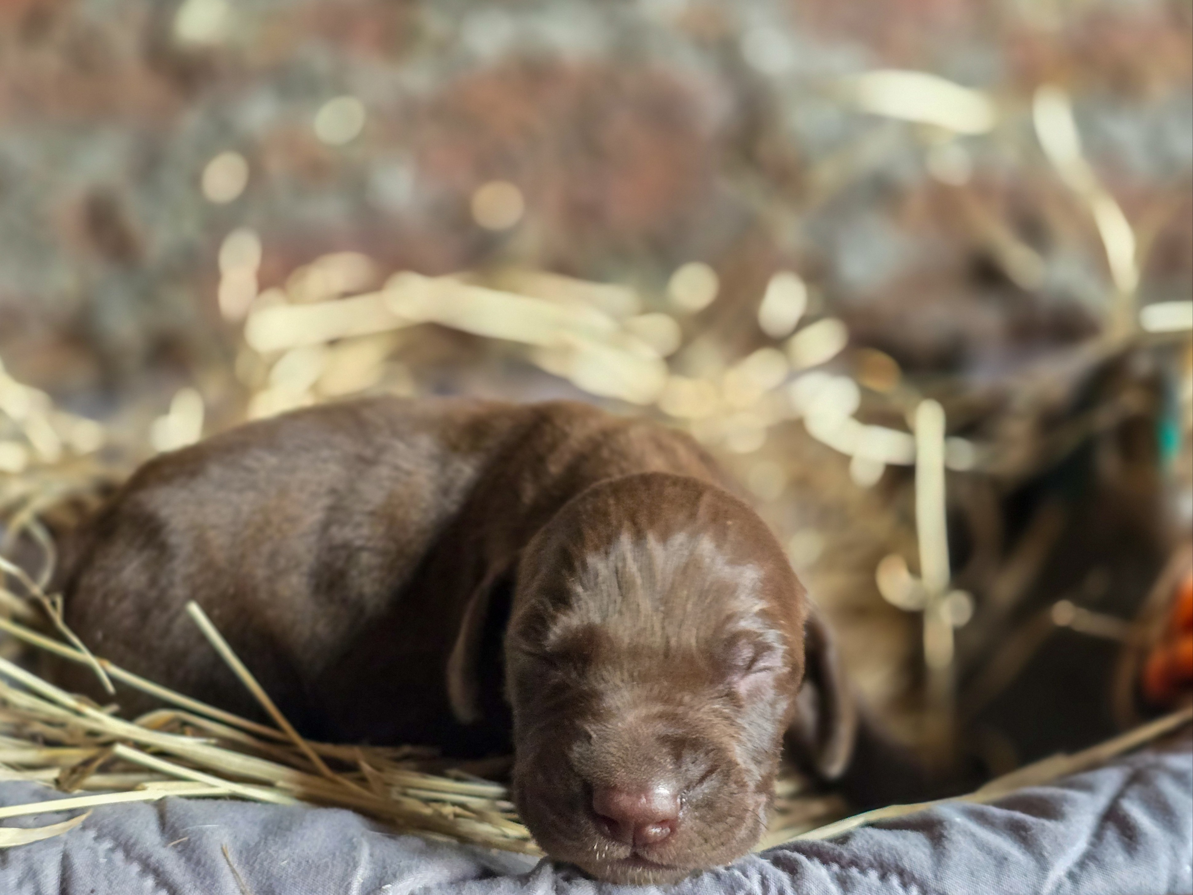 puppy
