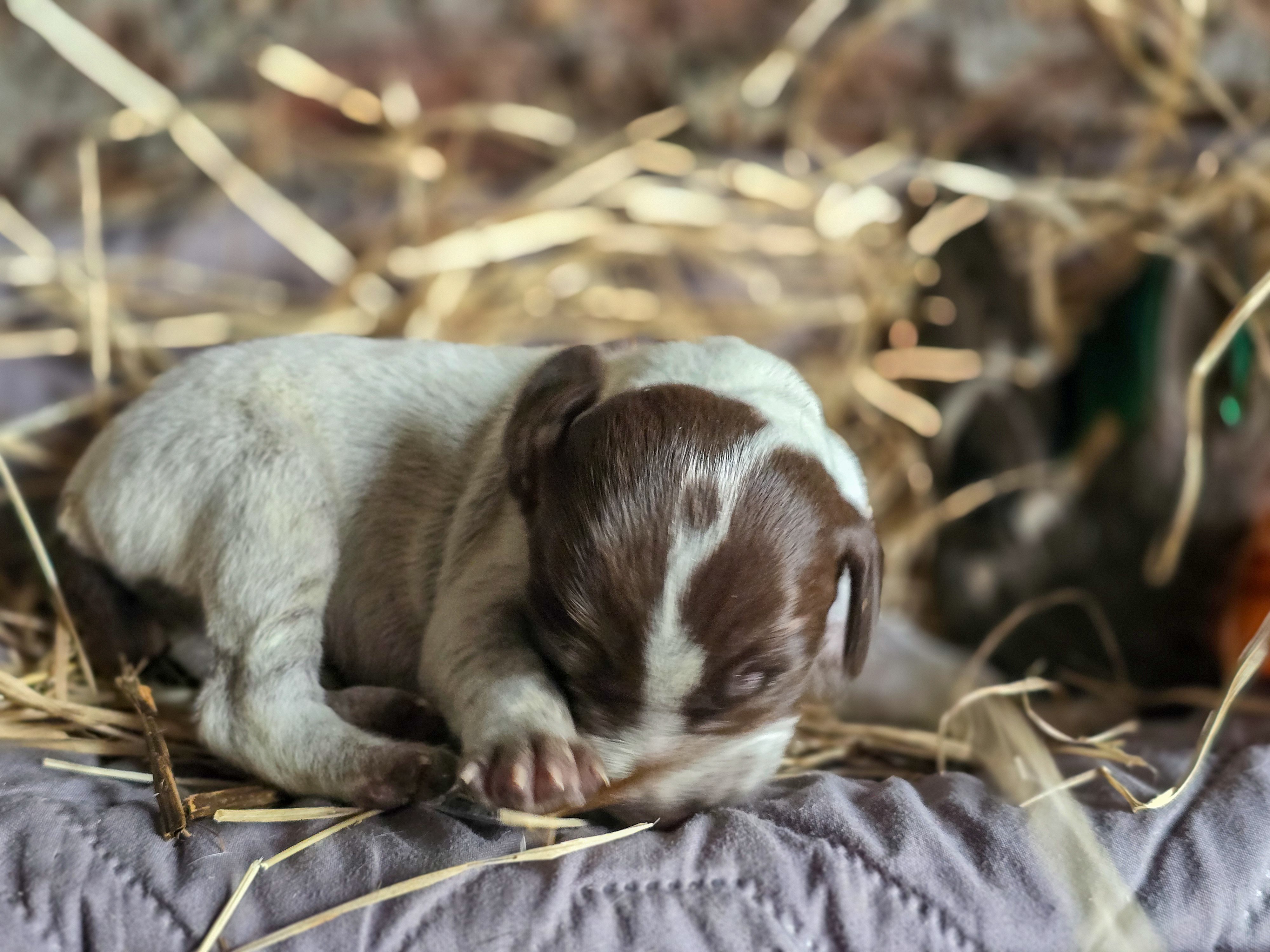 puppy