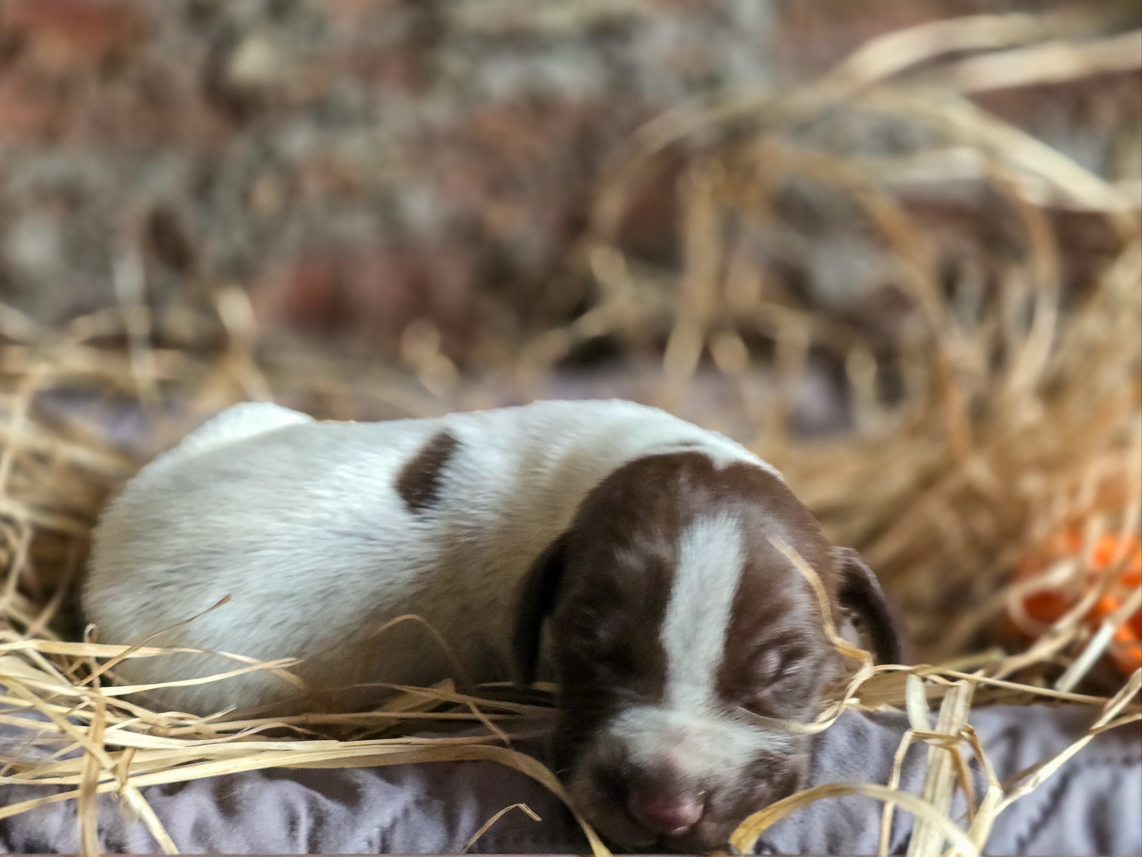 puppy