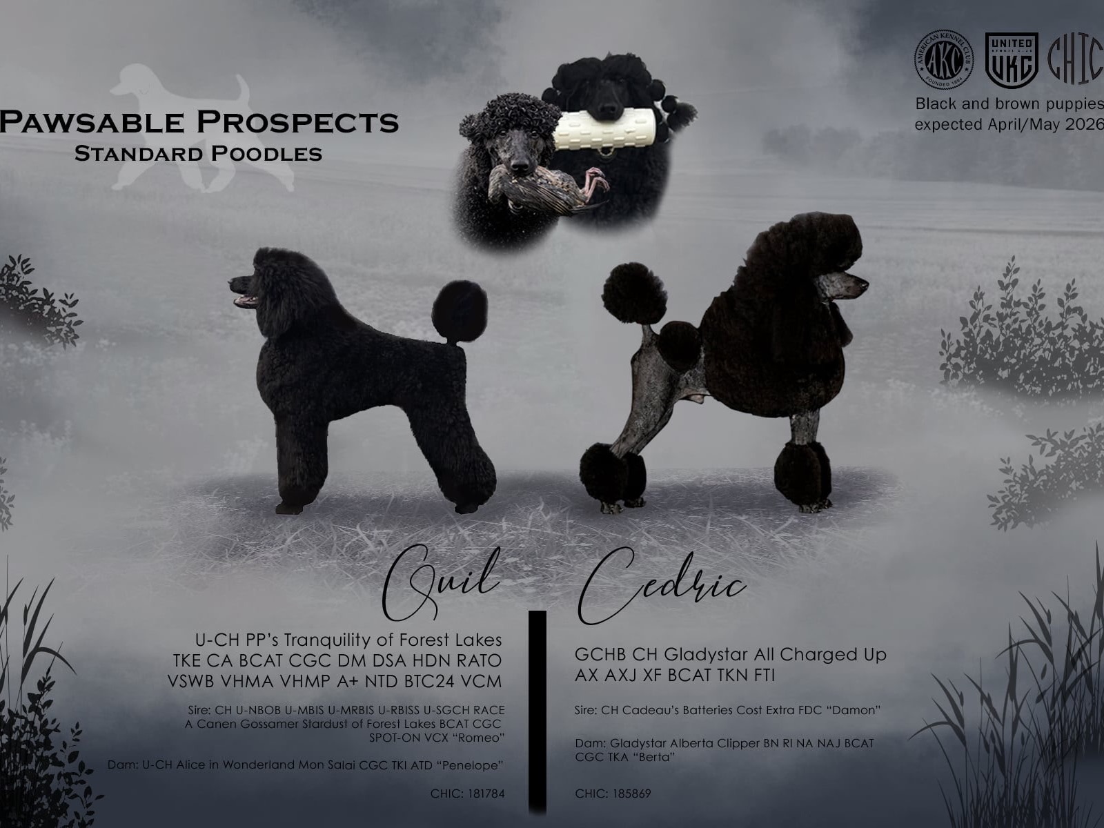 Litter Cedric x Quil