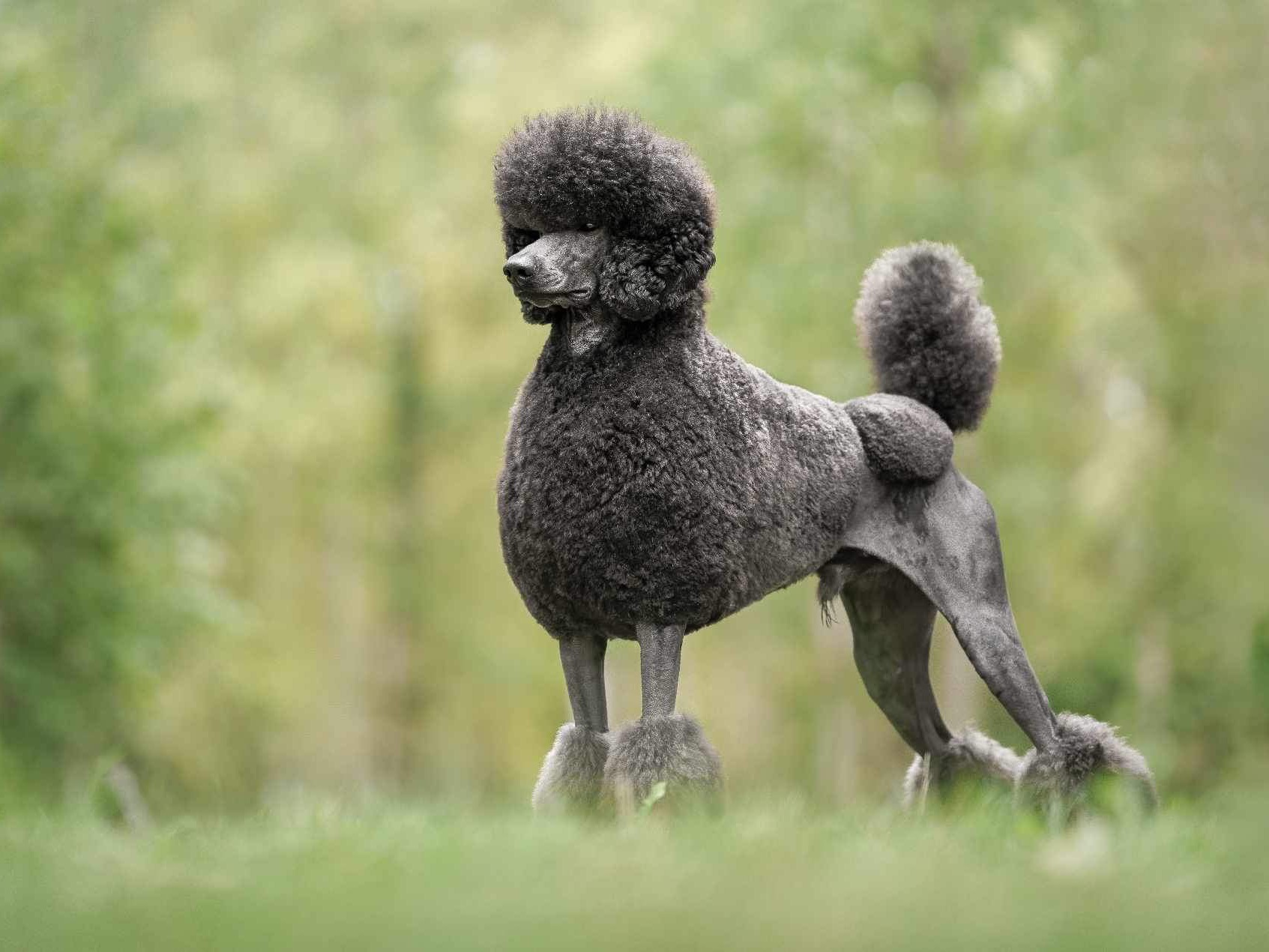 Dog Roger