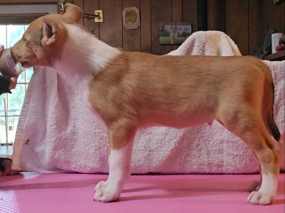 Dog Hawk