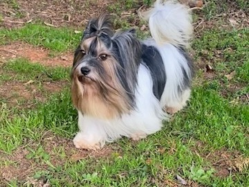 Dog Mickey (Retired) 