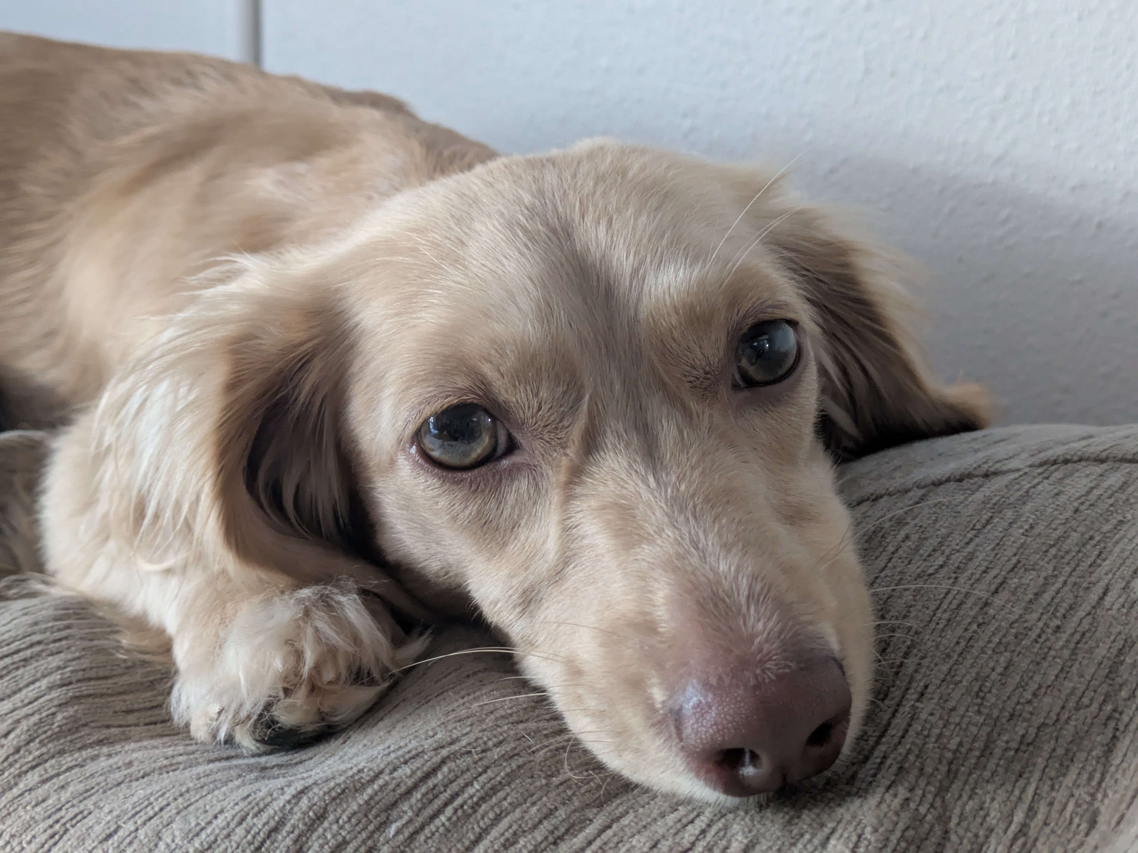 Dog Suki