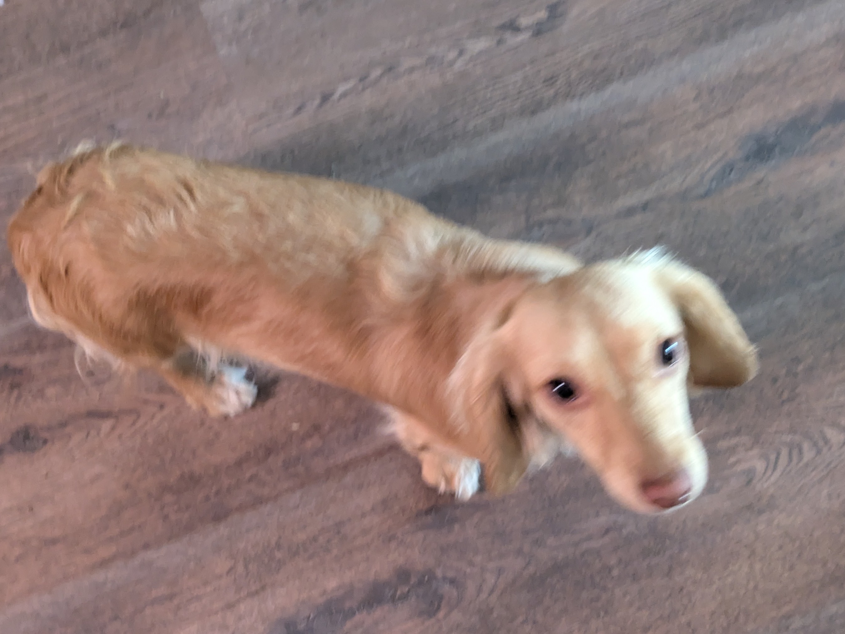 Dog Leeli