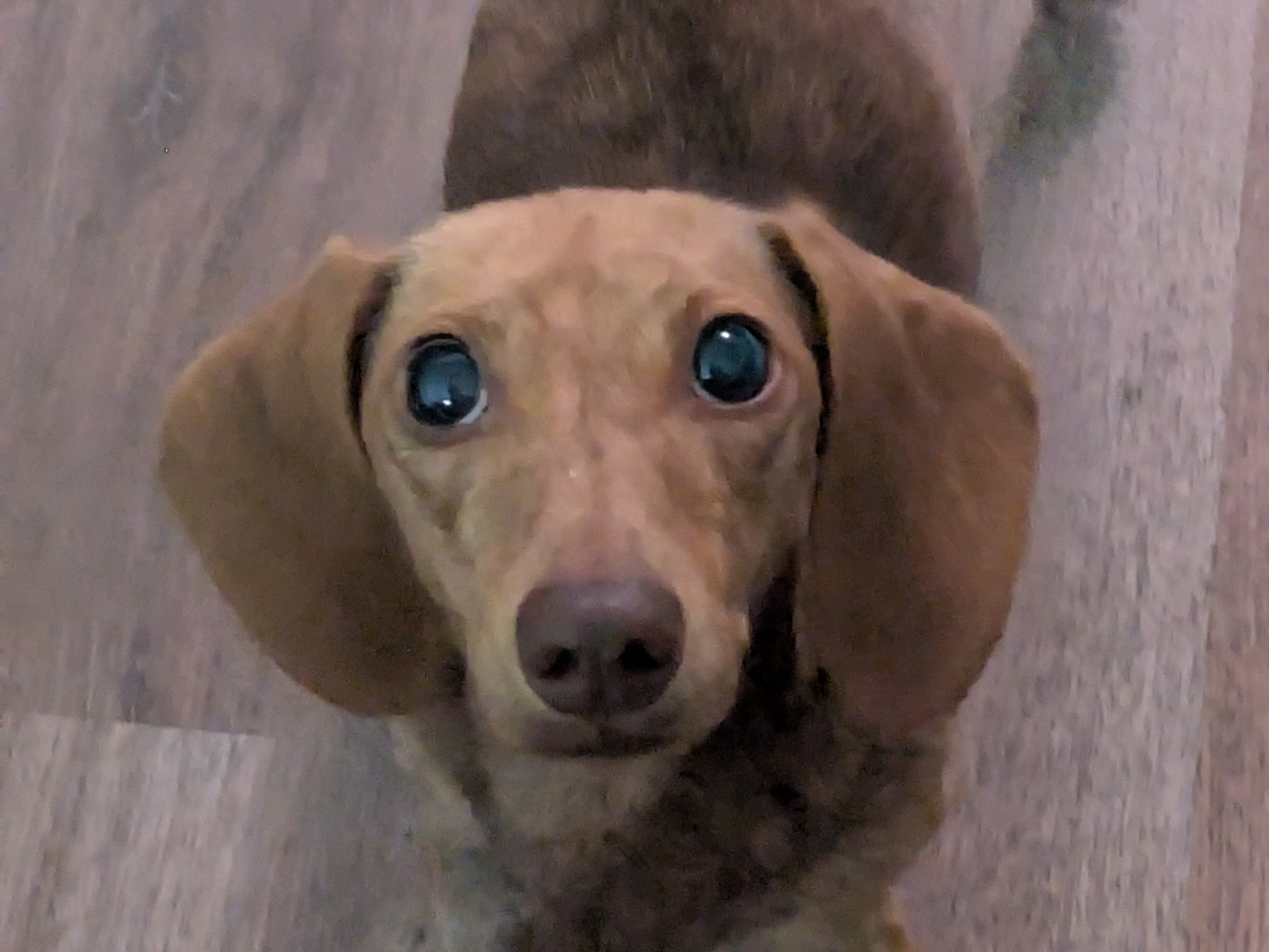 Dog Chibi