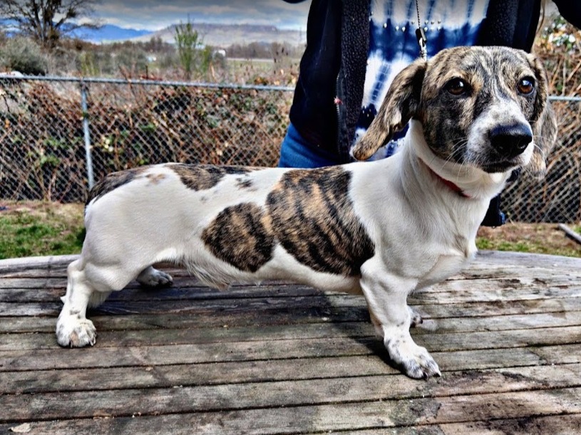 Dog Tigger