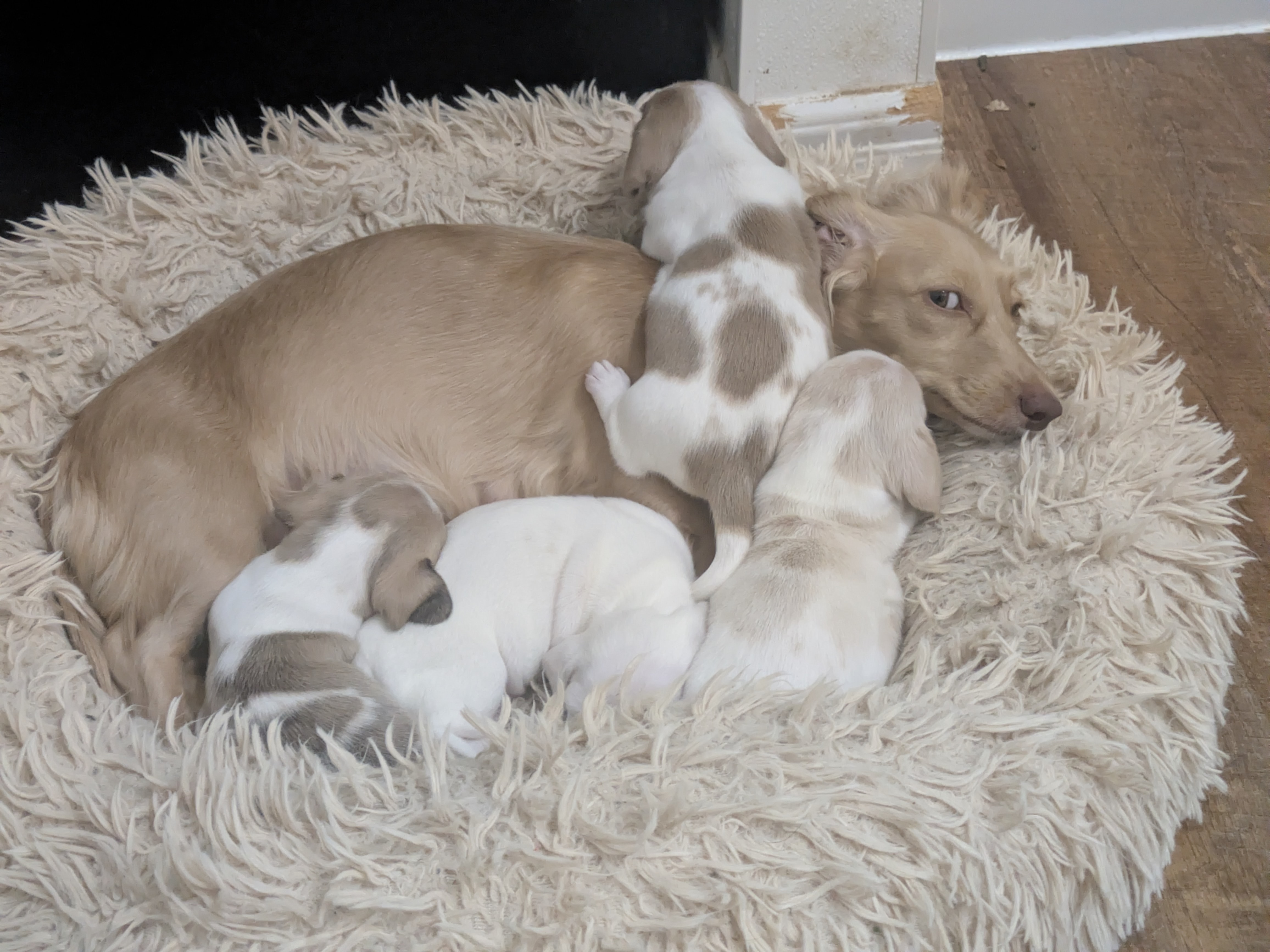 Litter Tigger x Suki