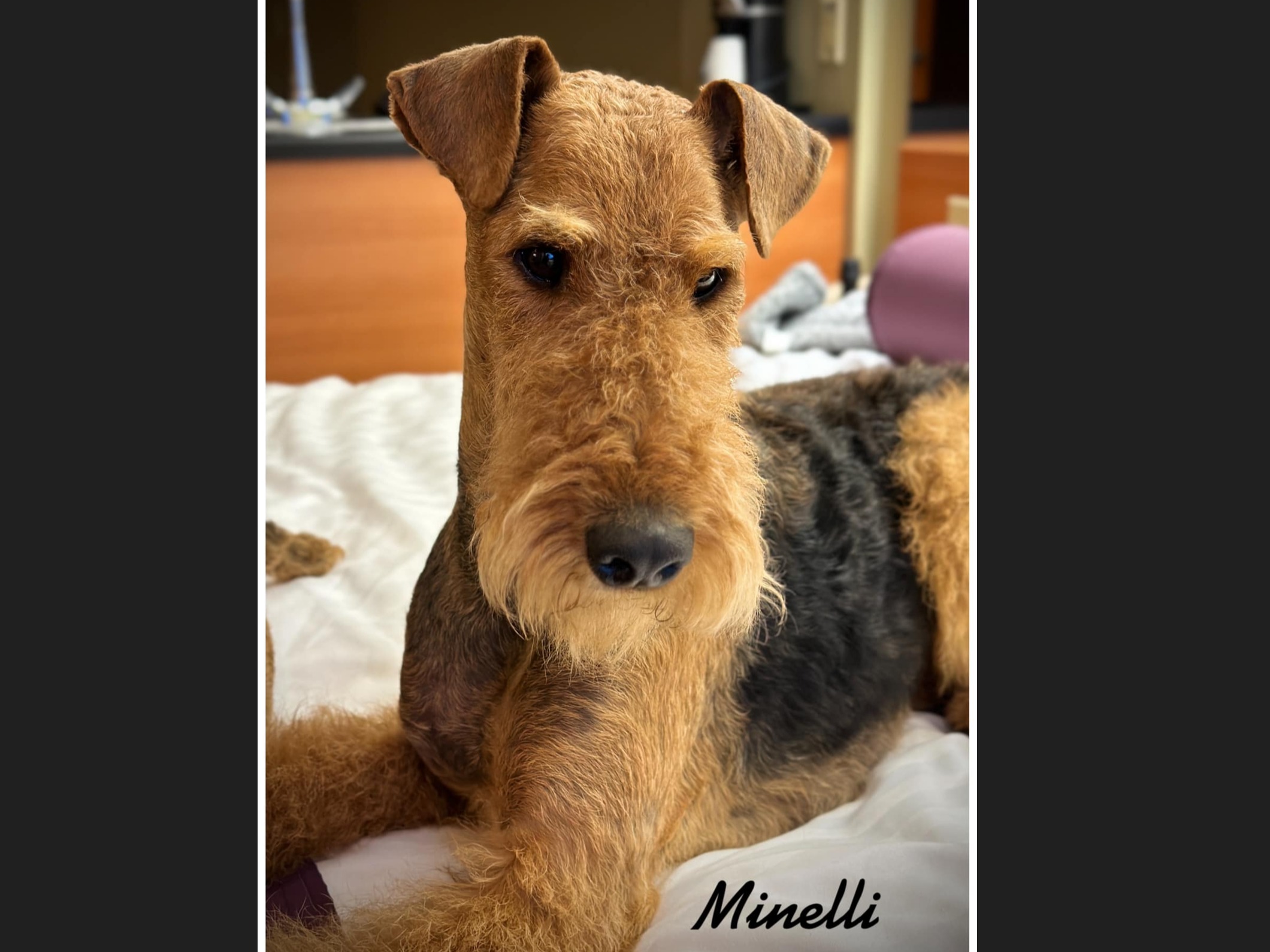 Dog Minelli