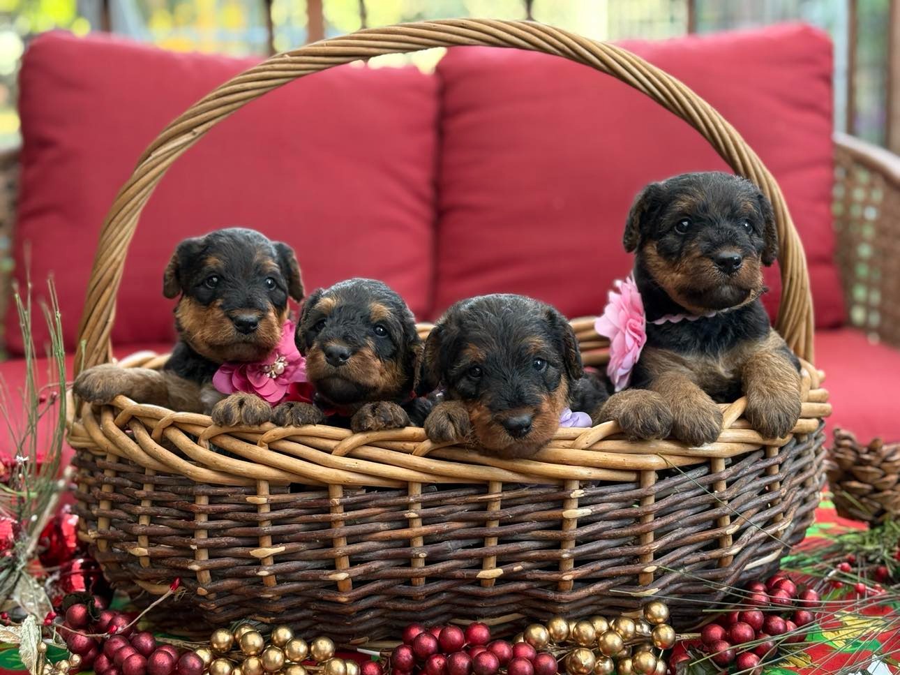 puppy