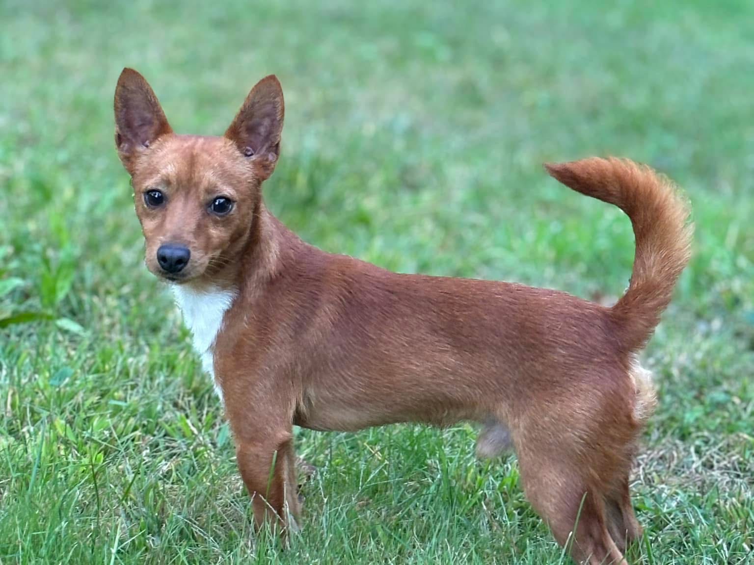 Dog Louis