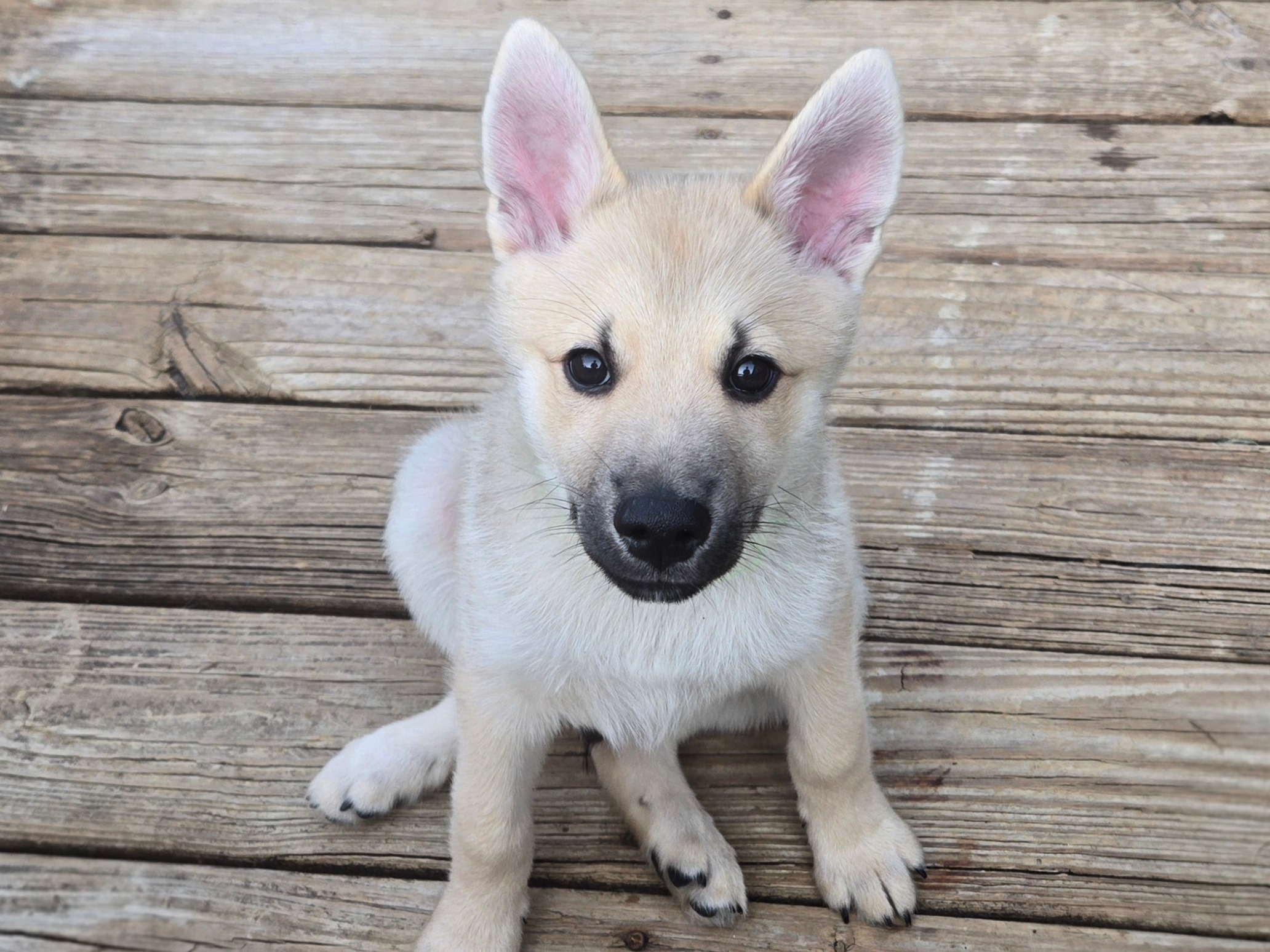 puppy
