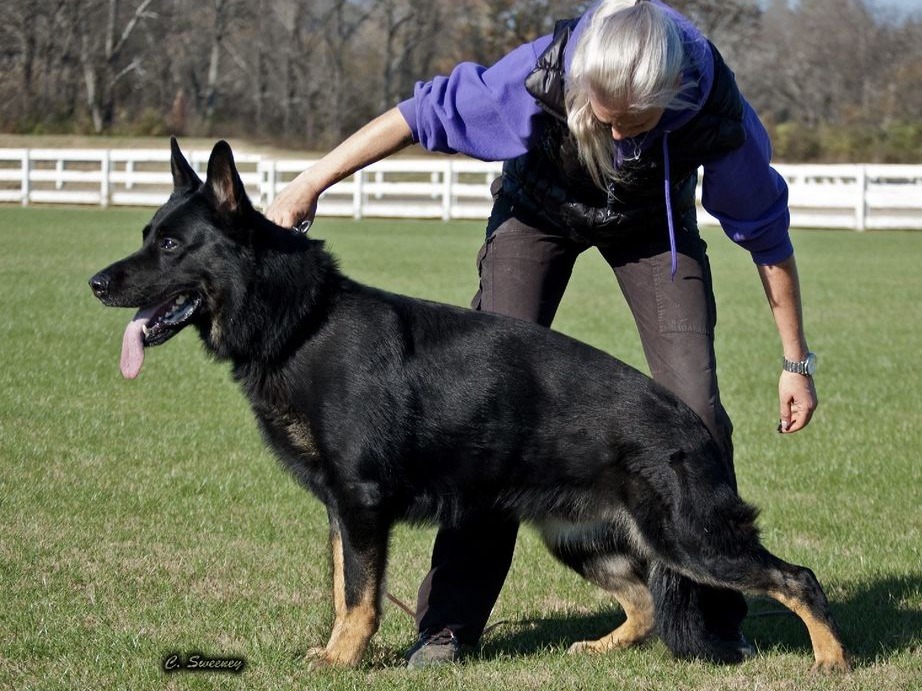 Dog Zorro