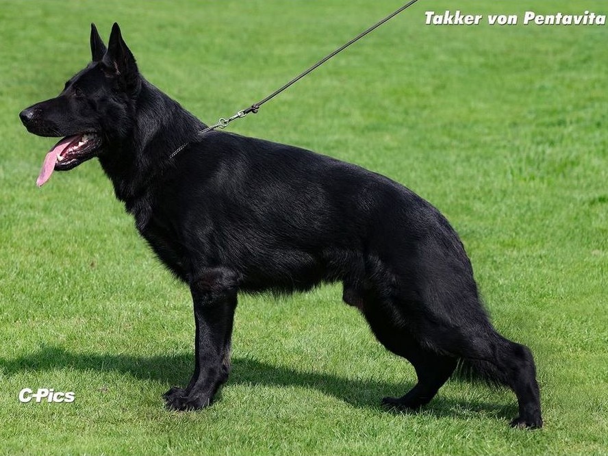 Dog Takker