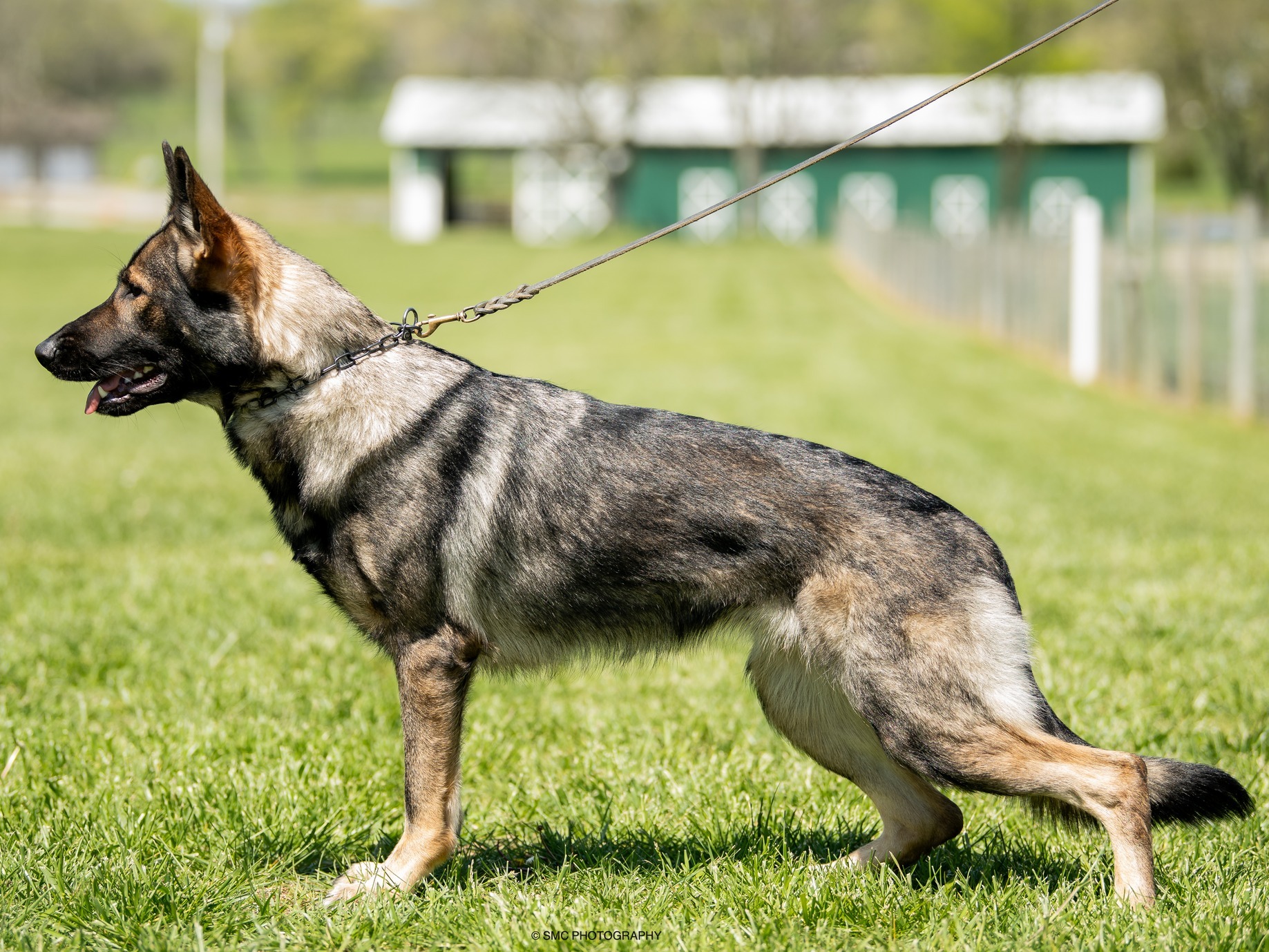 Dog Hawk