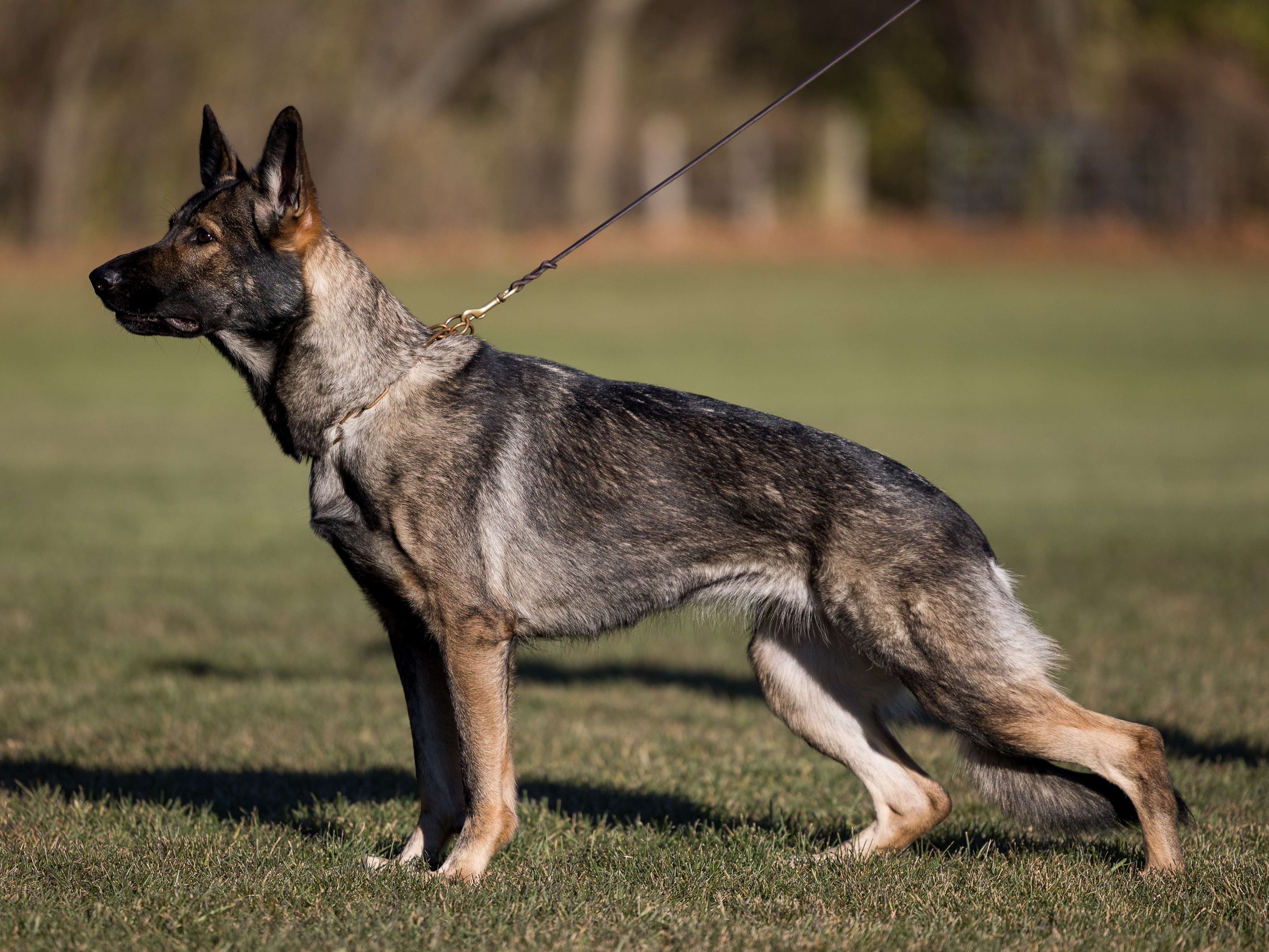 Dog Hawk