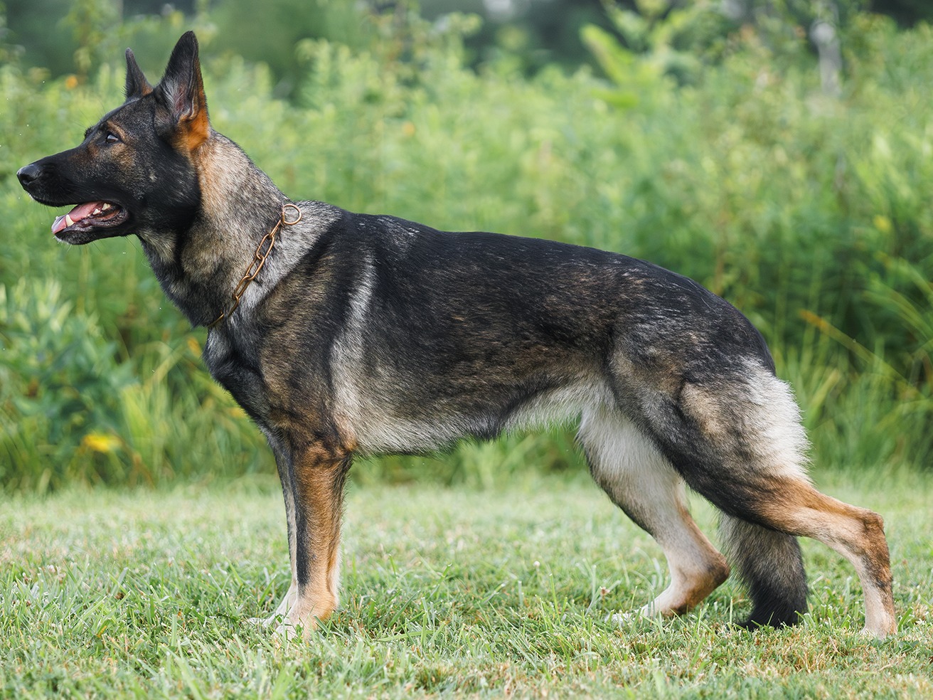 Dog Hawk