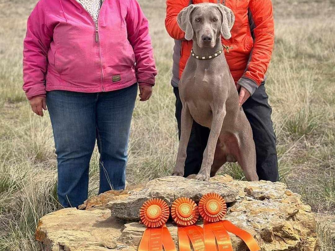Dog Timber