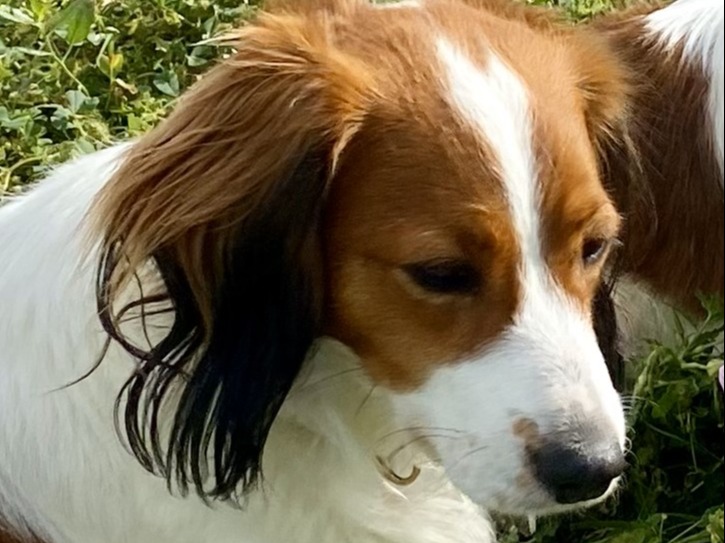 Dog Bette