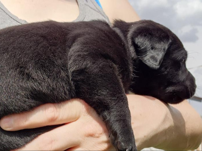 Puppy Preview 5